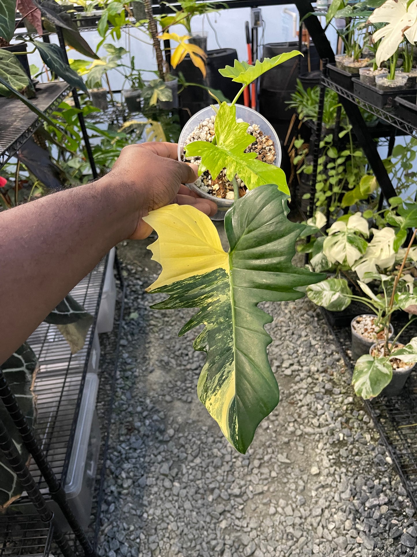Philodendron Florida Beauty x Mayoi( New Hybrid)