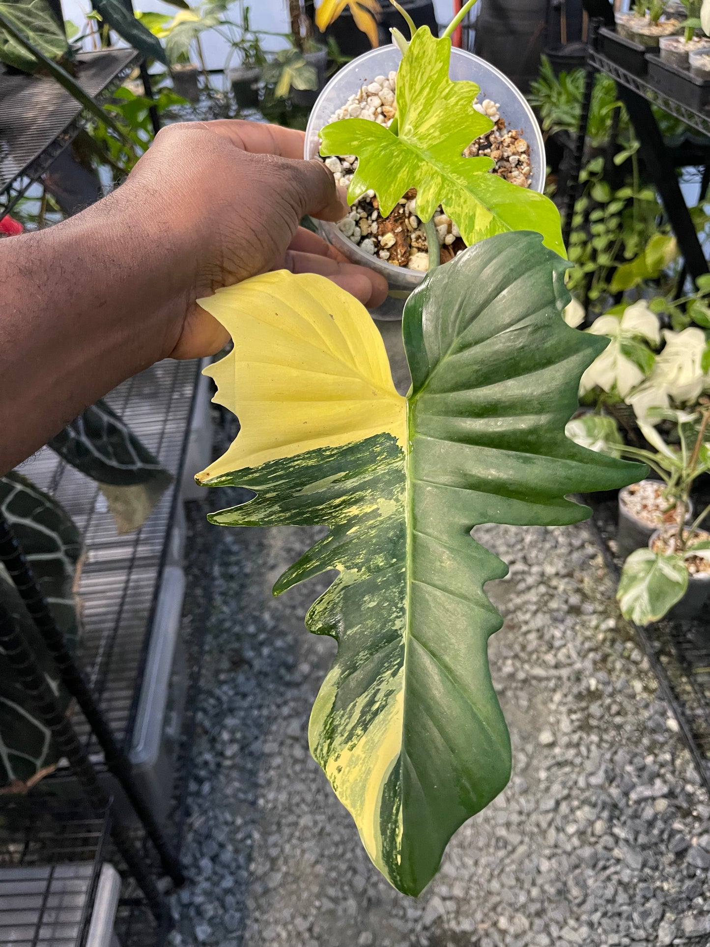 Philodendron Florida Beauty x Mayoi( New Hybrid)