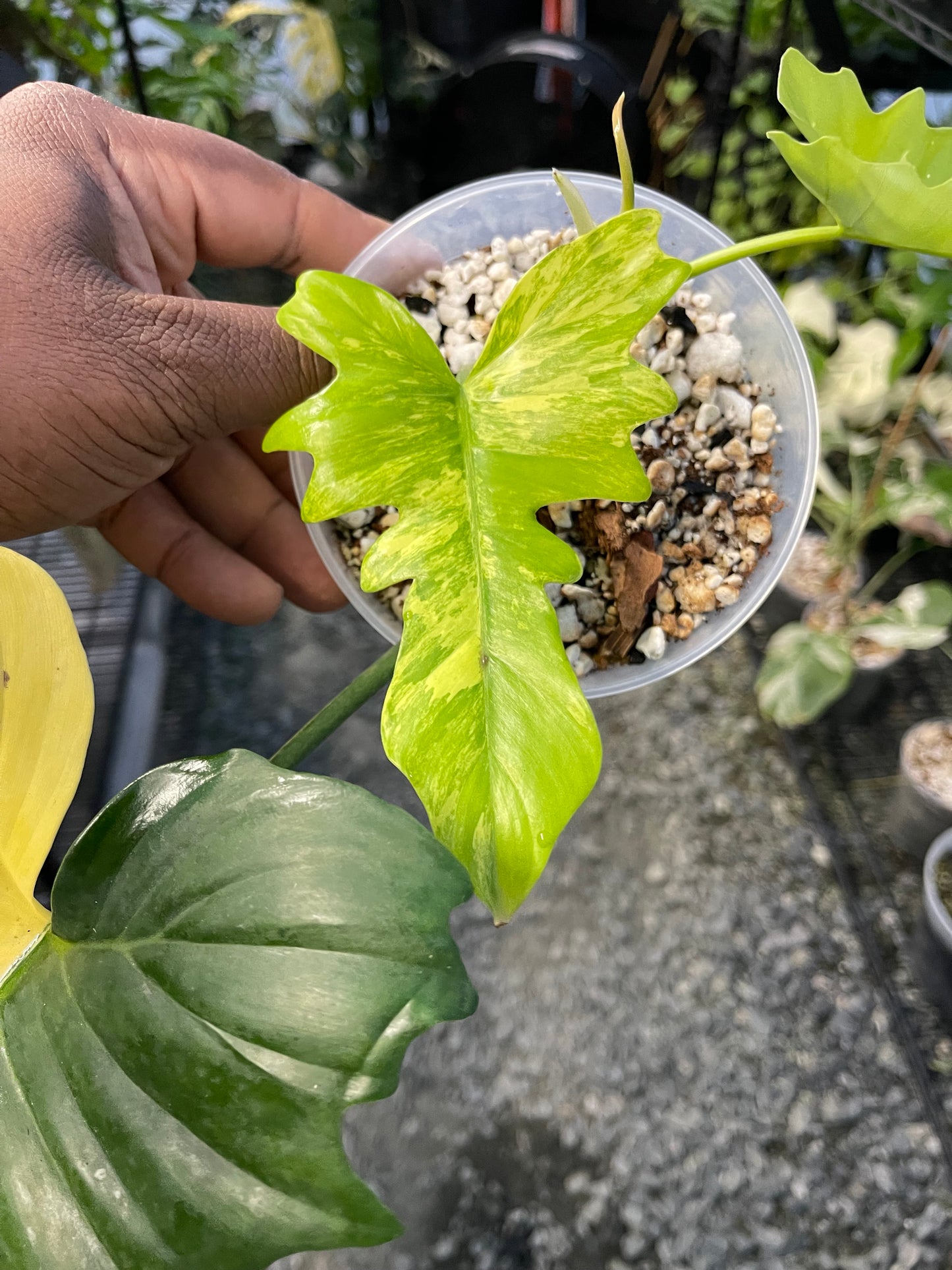 Philodendron Florida Beauty x Mayoi( New Hybrid)