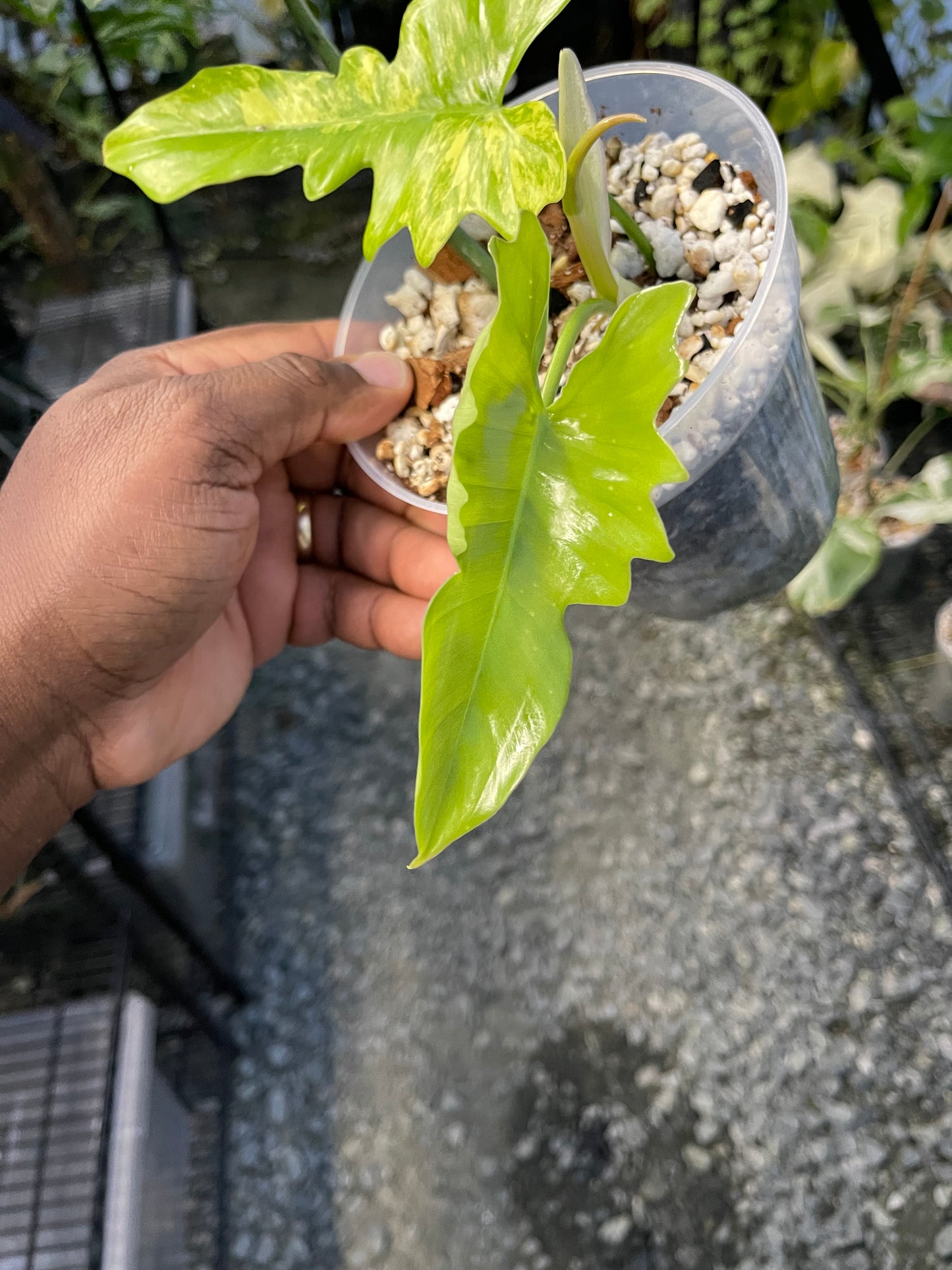 Philodendron Florida Beauty x Mayoi( New Hybrid)