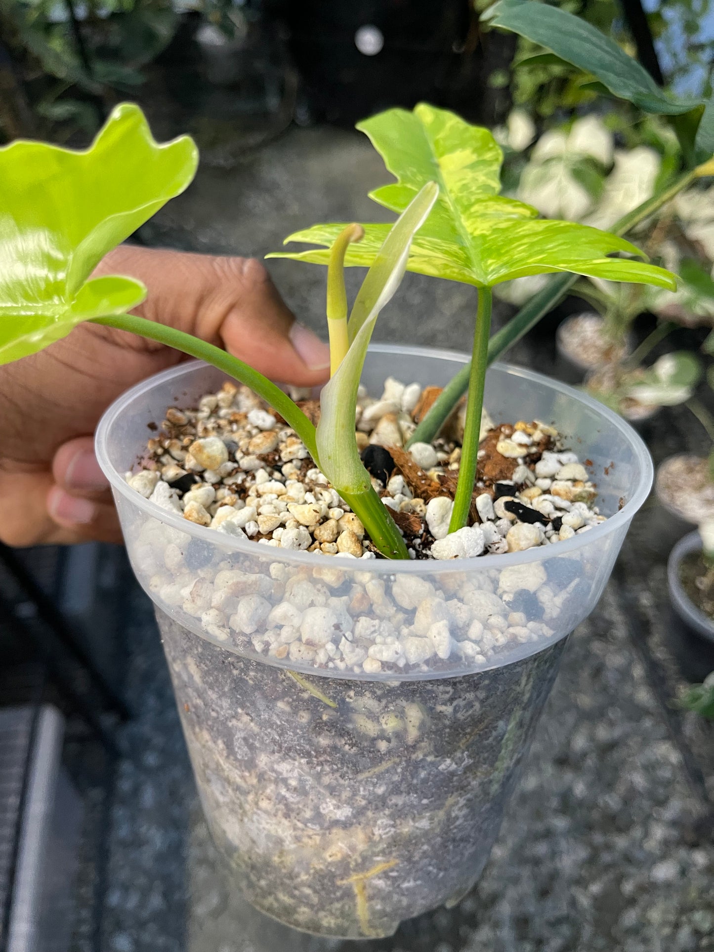 Philodendron Florida Beauty x Mayoi( New Hybrid)