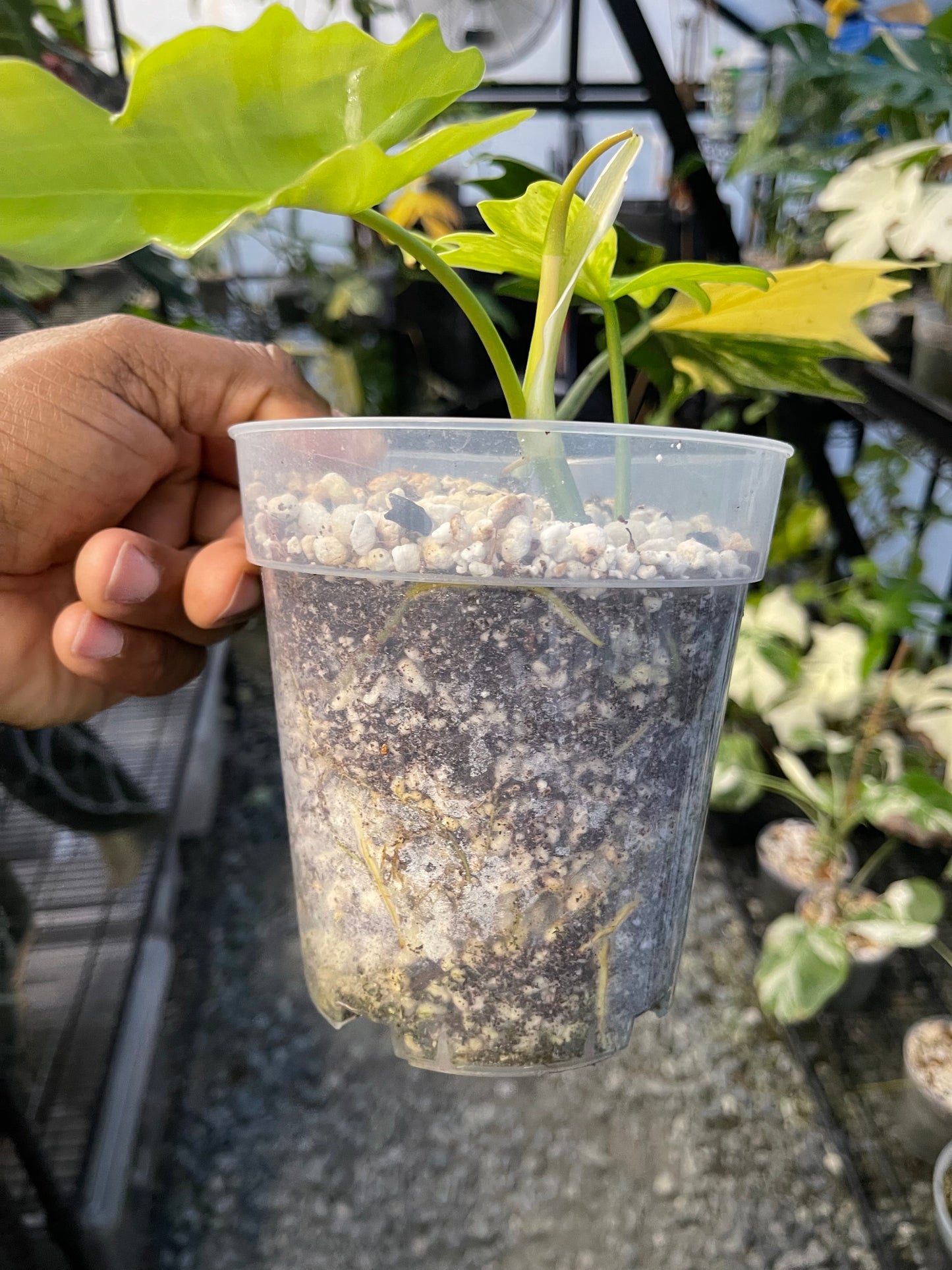 Philodendron Florida Beauty x Mayoi( New Hybrid)