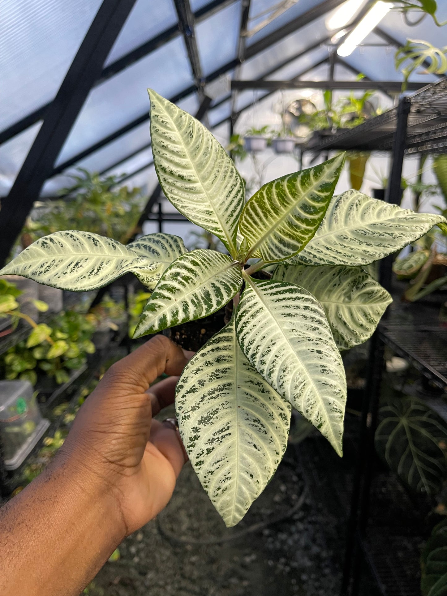 Aphelandra White Wash(Zebra Plant)-Grower’s Choice