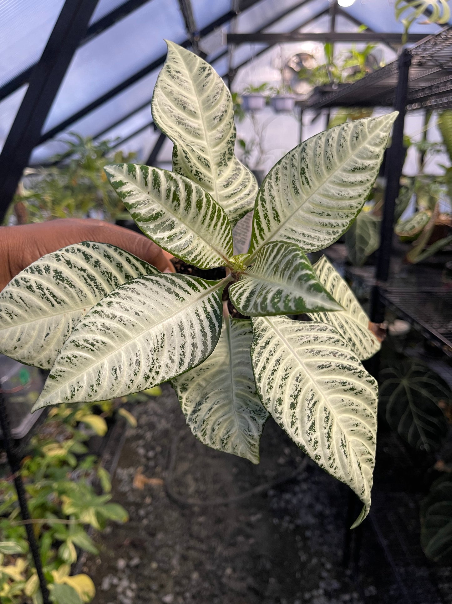 Aphelandra White Wash(Zebra Plant)-Grower’s Choice