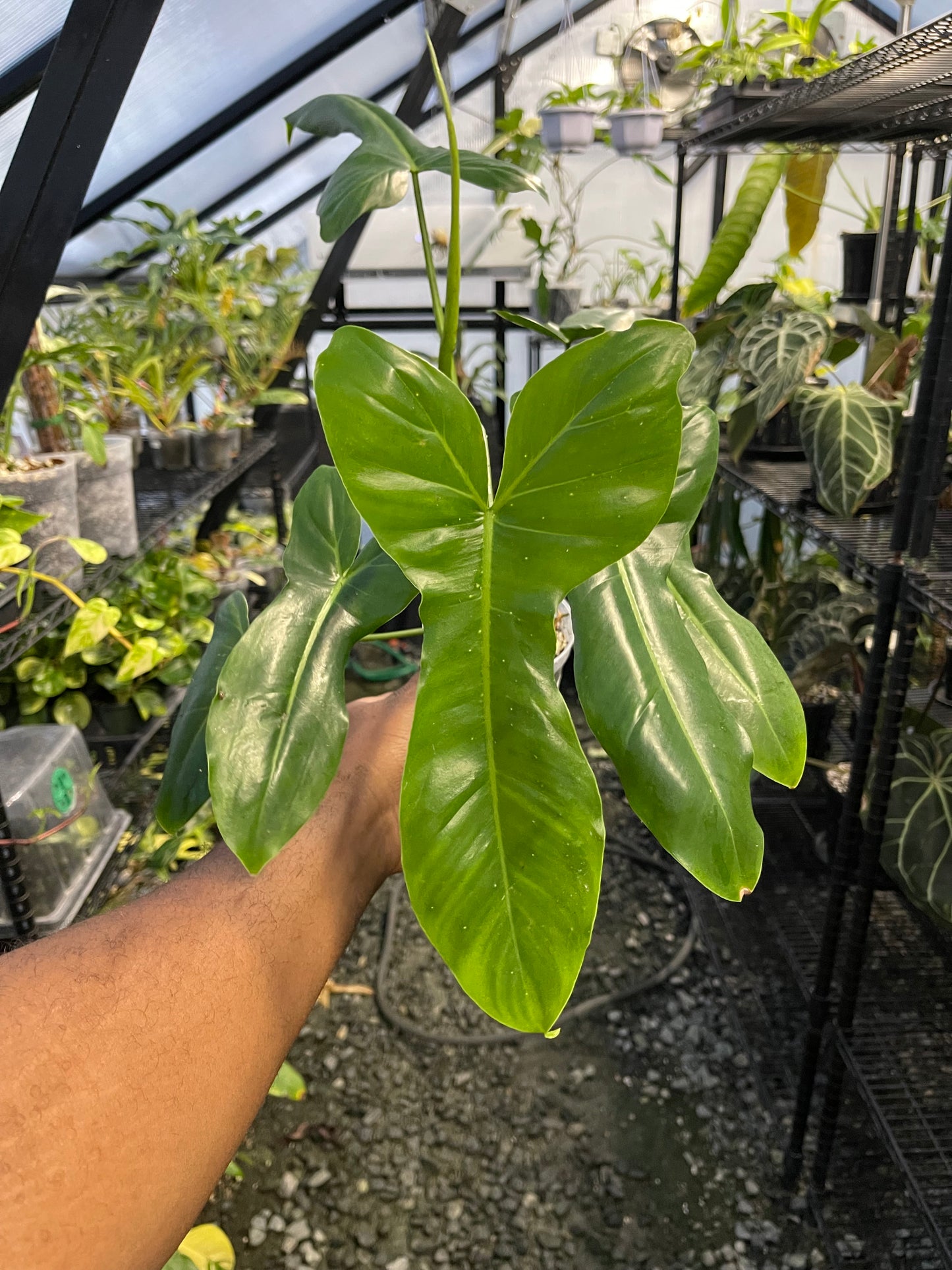 Philodendron Florida Beauty x Paraiso Verde ( New Hybrid)