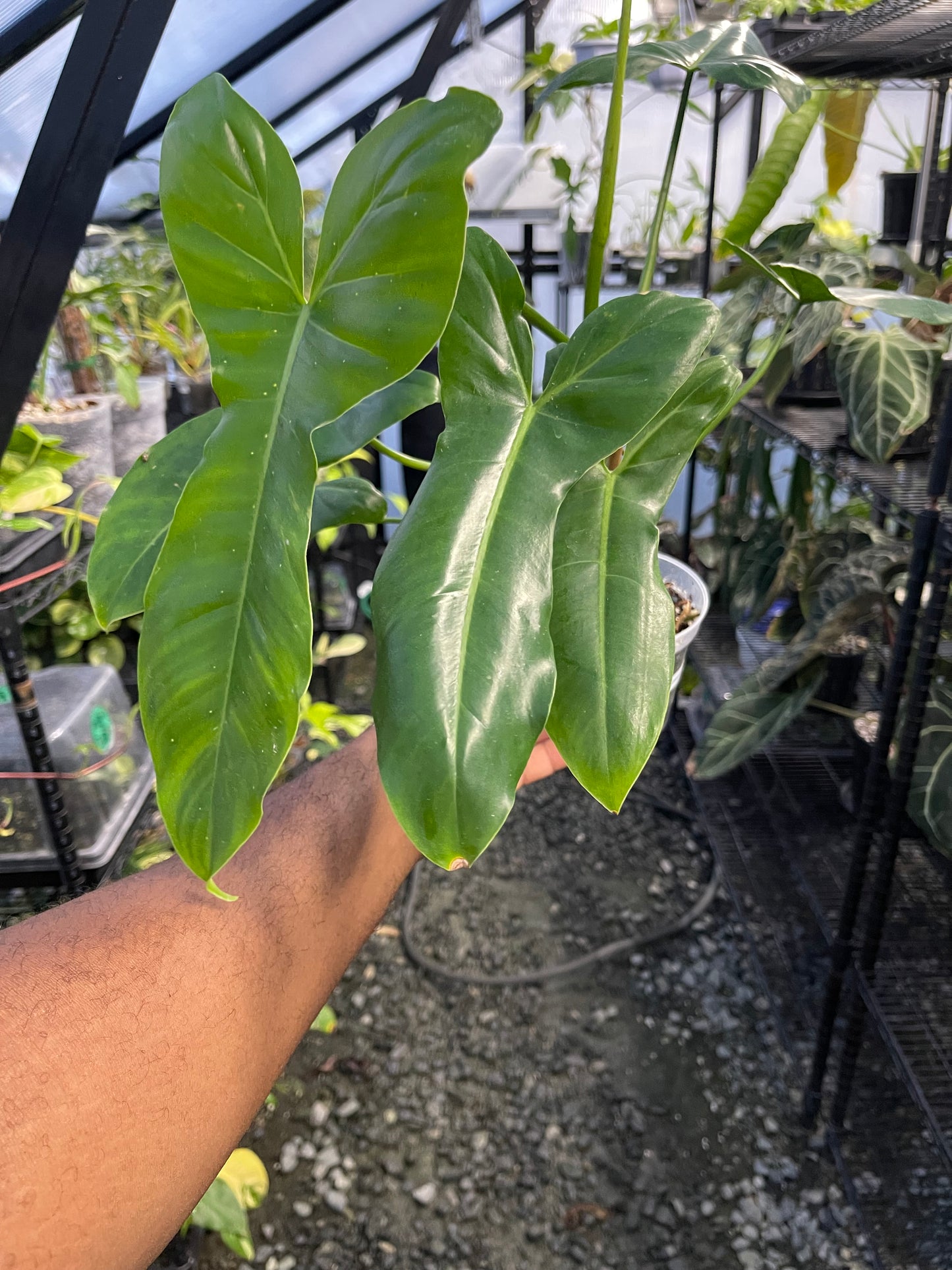 Philodendron Florida Beauty x Paraiso Verde ( New Hybrid)