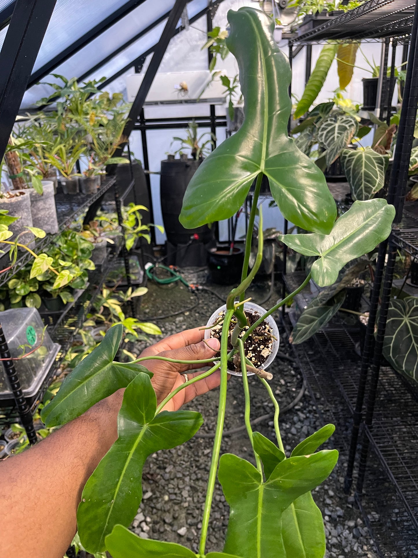 Philodendron Florida Beauty x Paraiso Verde ( New Hybrid)
