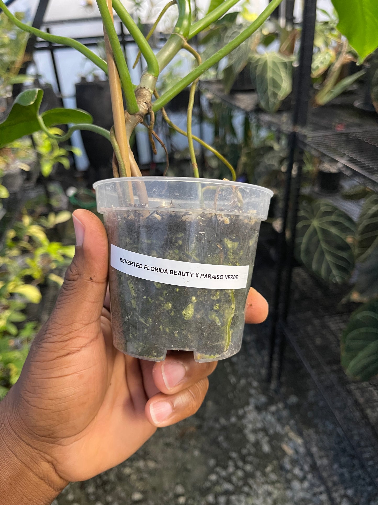 Philodendron Florida Beauty x Paraiso Verde ( New Hybrid)