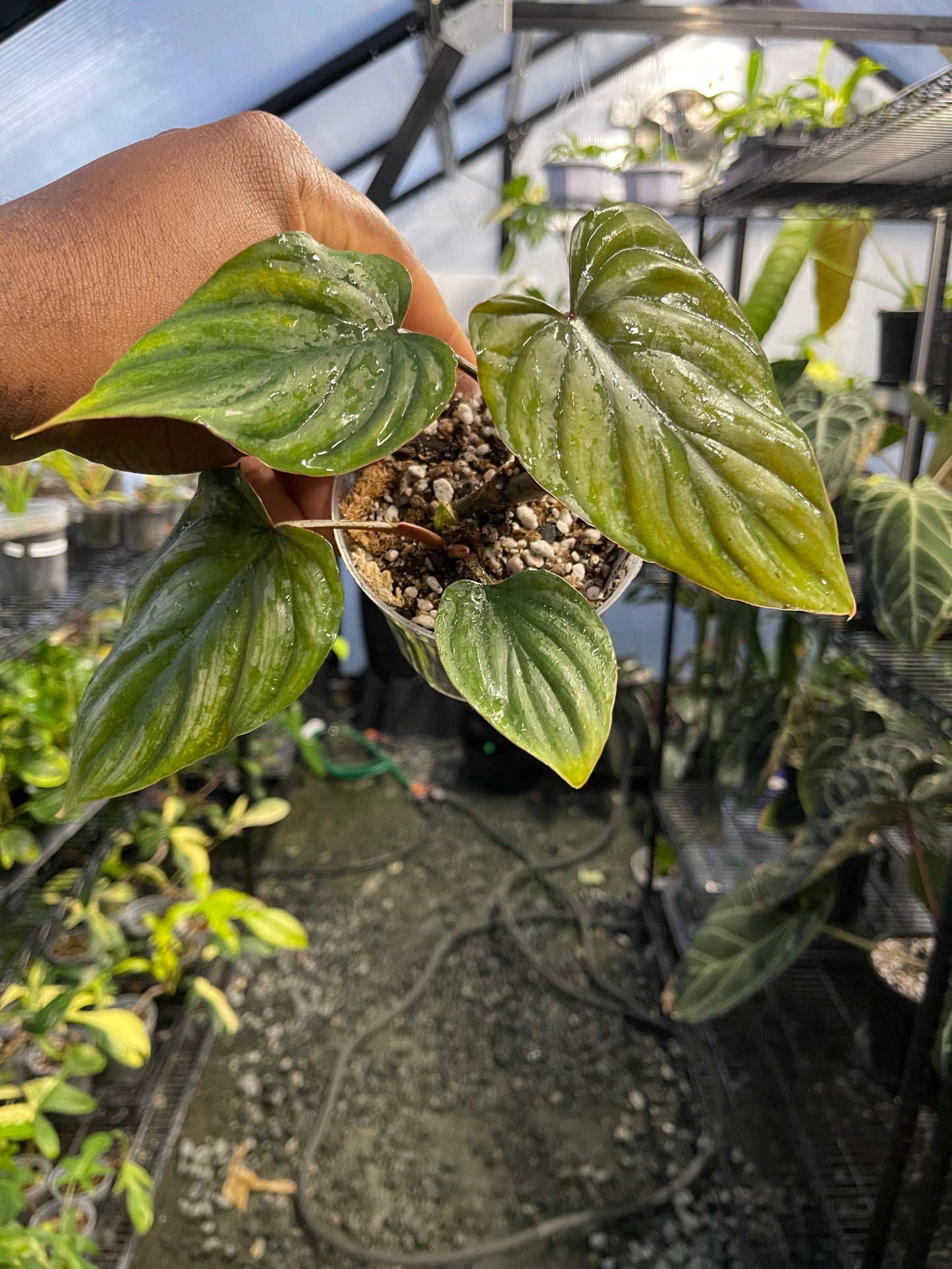 Philodendron Plowmanii