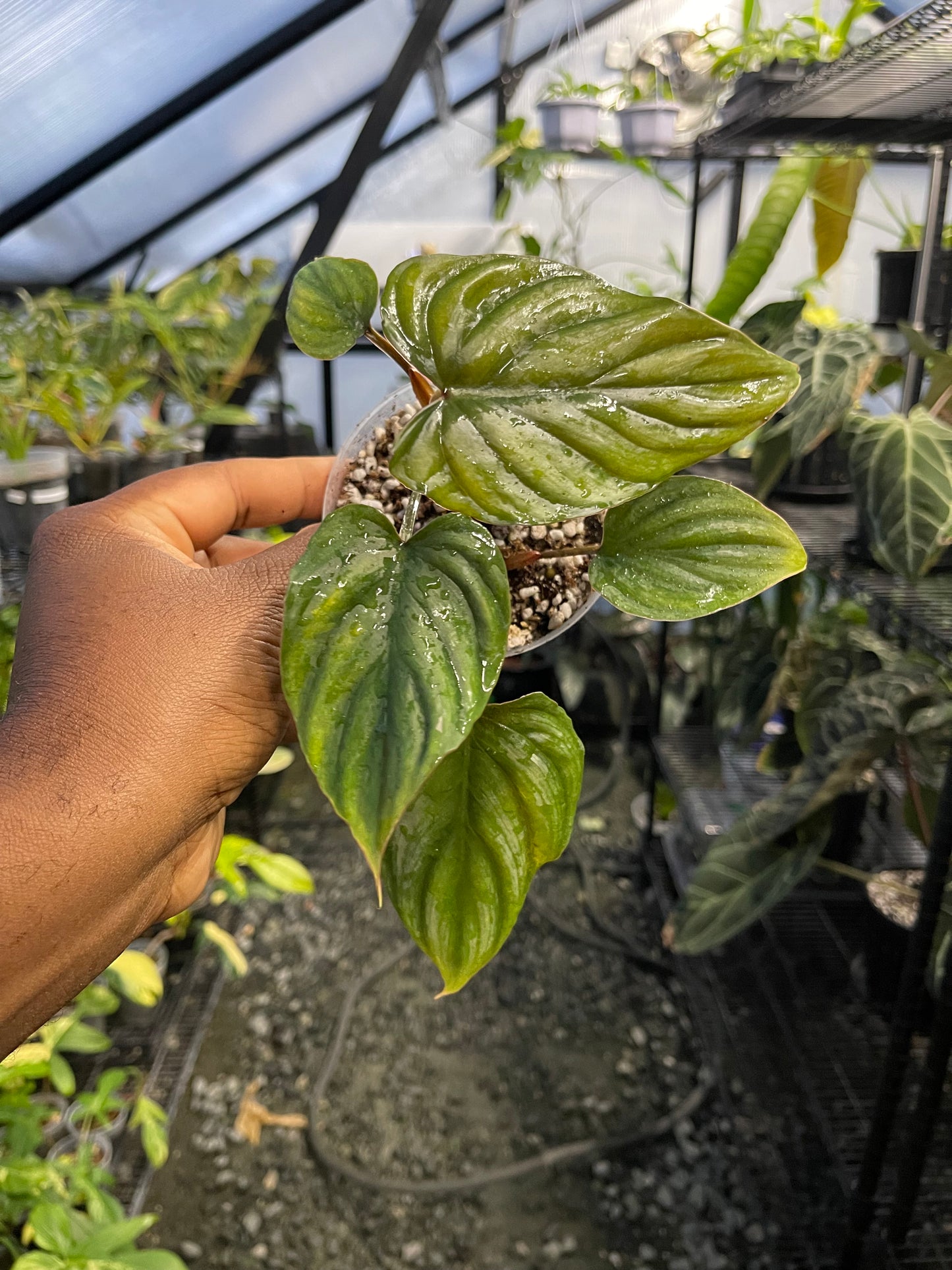 Philodendron Plowmanii