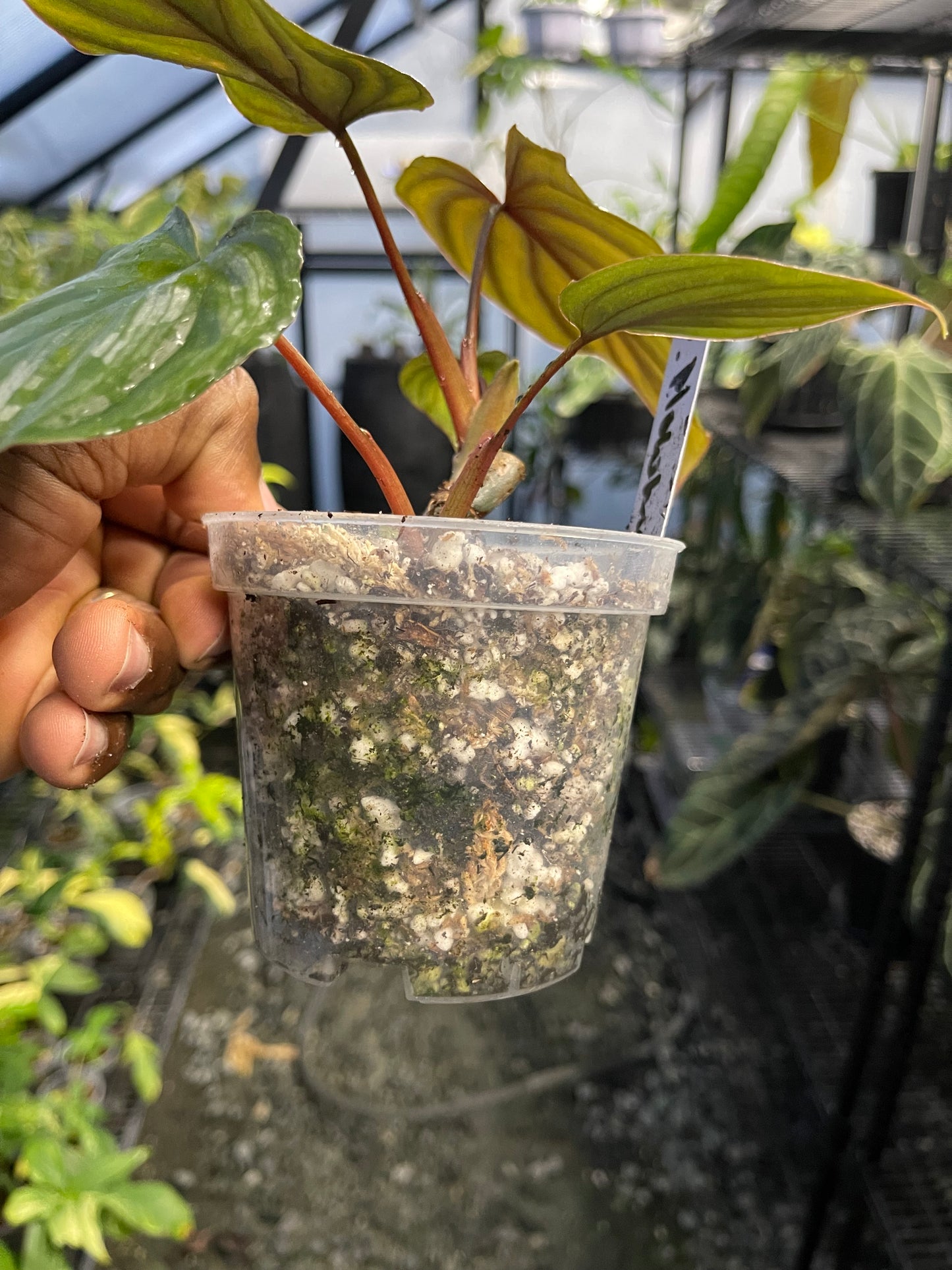 Philodendron Plowmanii