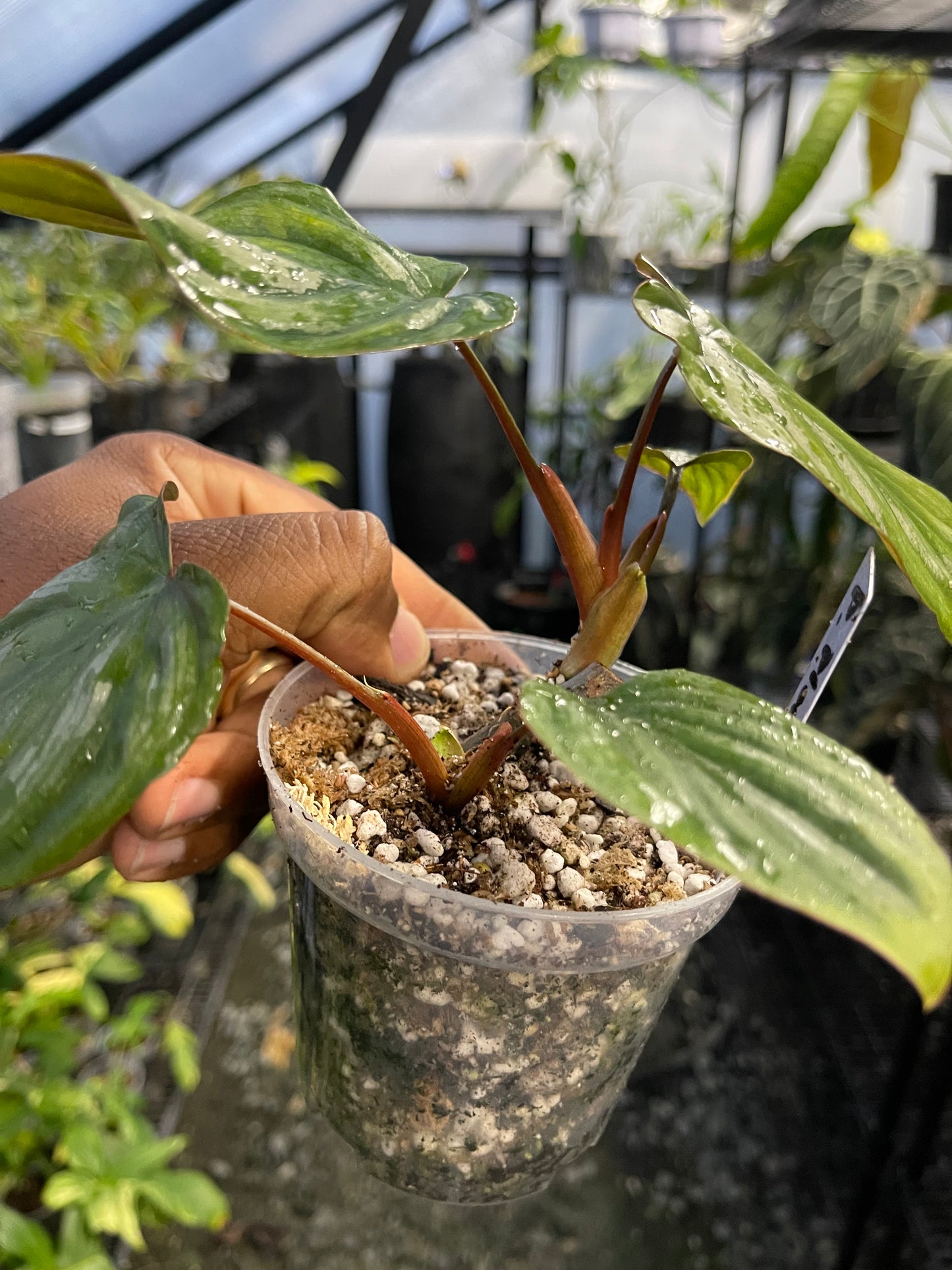 Philodendron Plowmanii