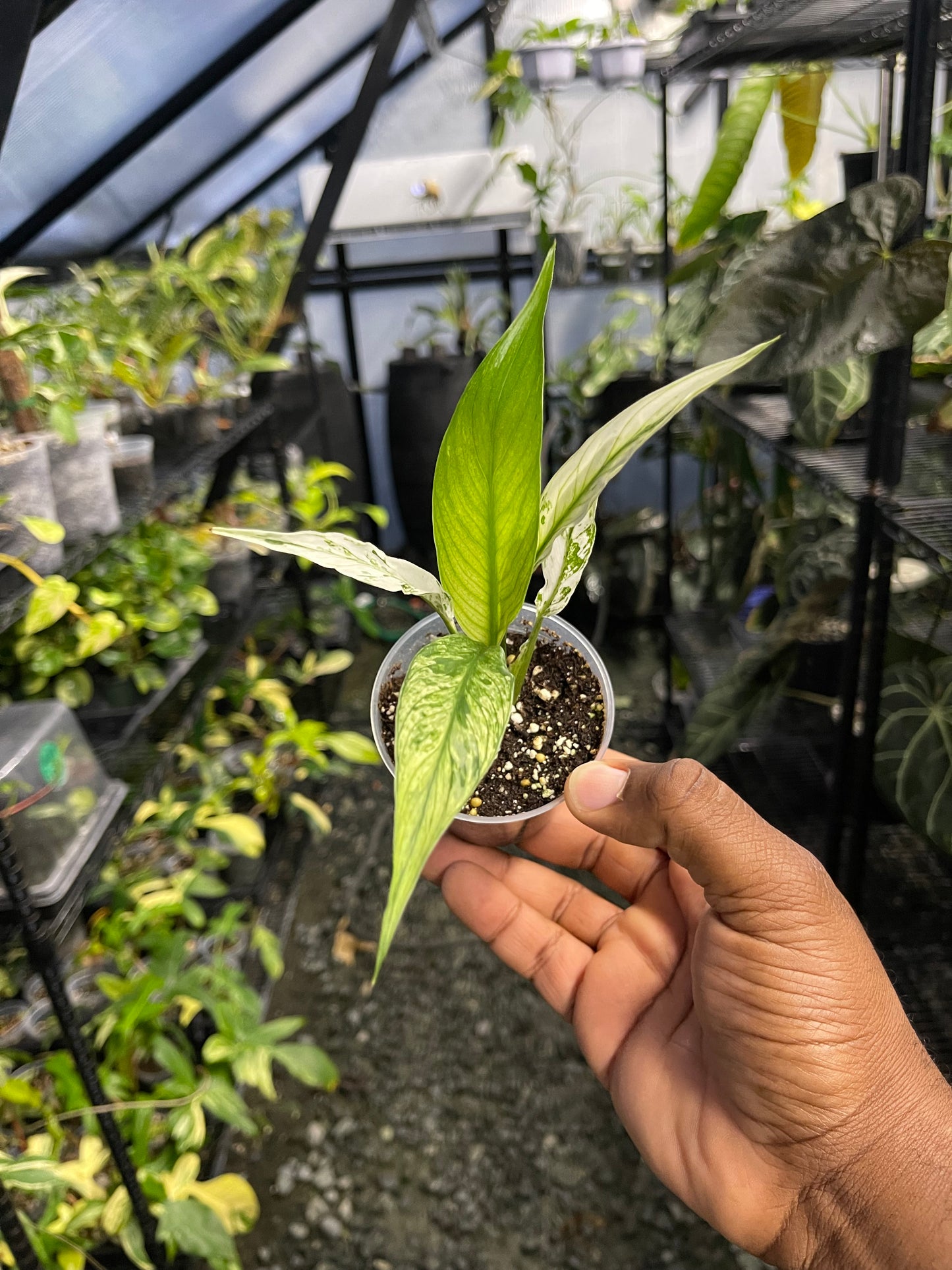 Variegated Spathiphyllum- Grower’s Choice