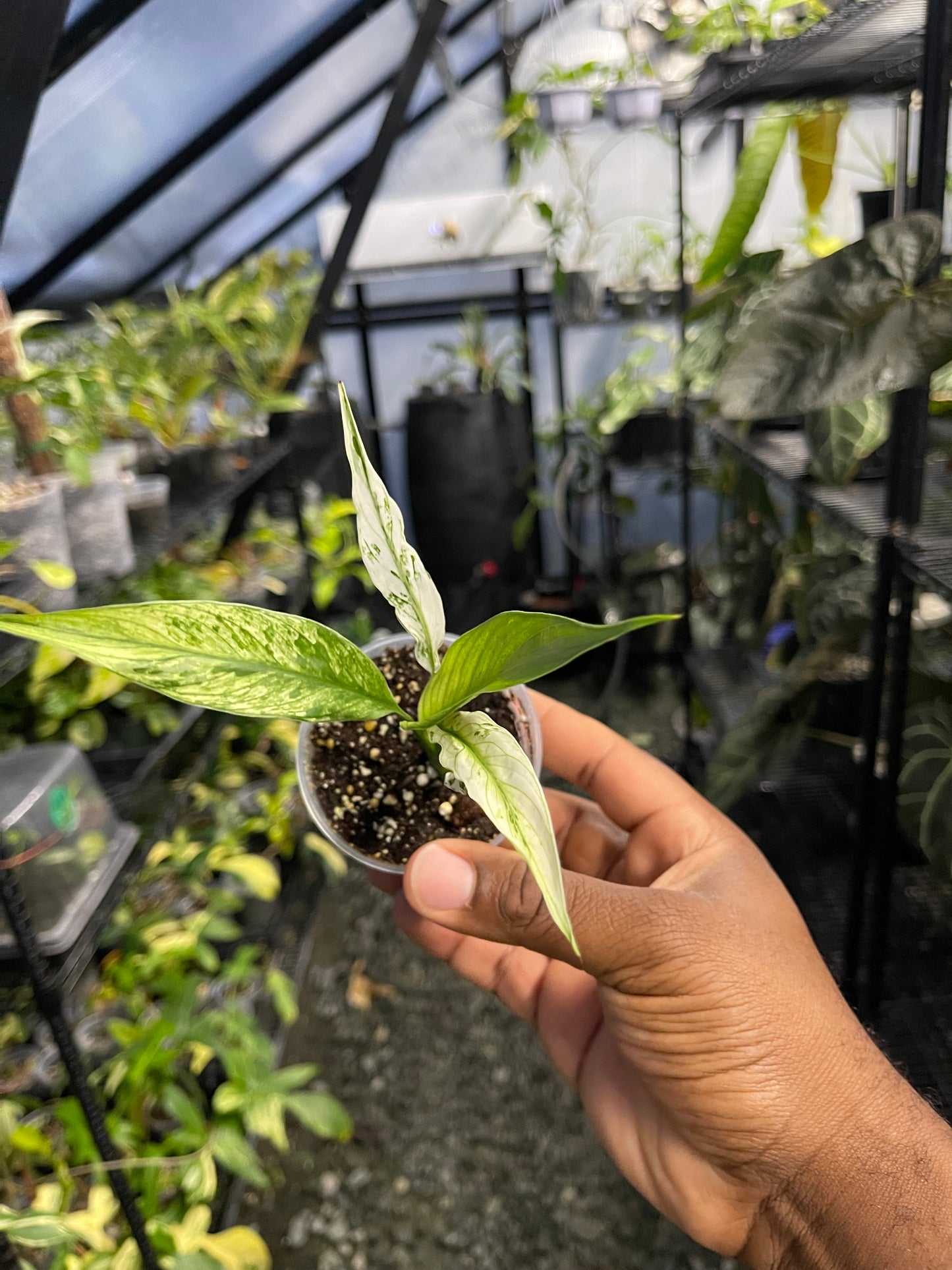 Variegated Spathiphyllum- Grower’s Choice