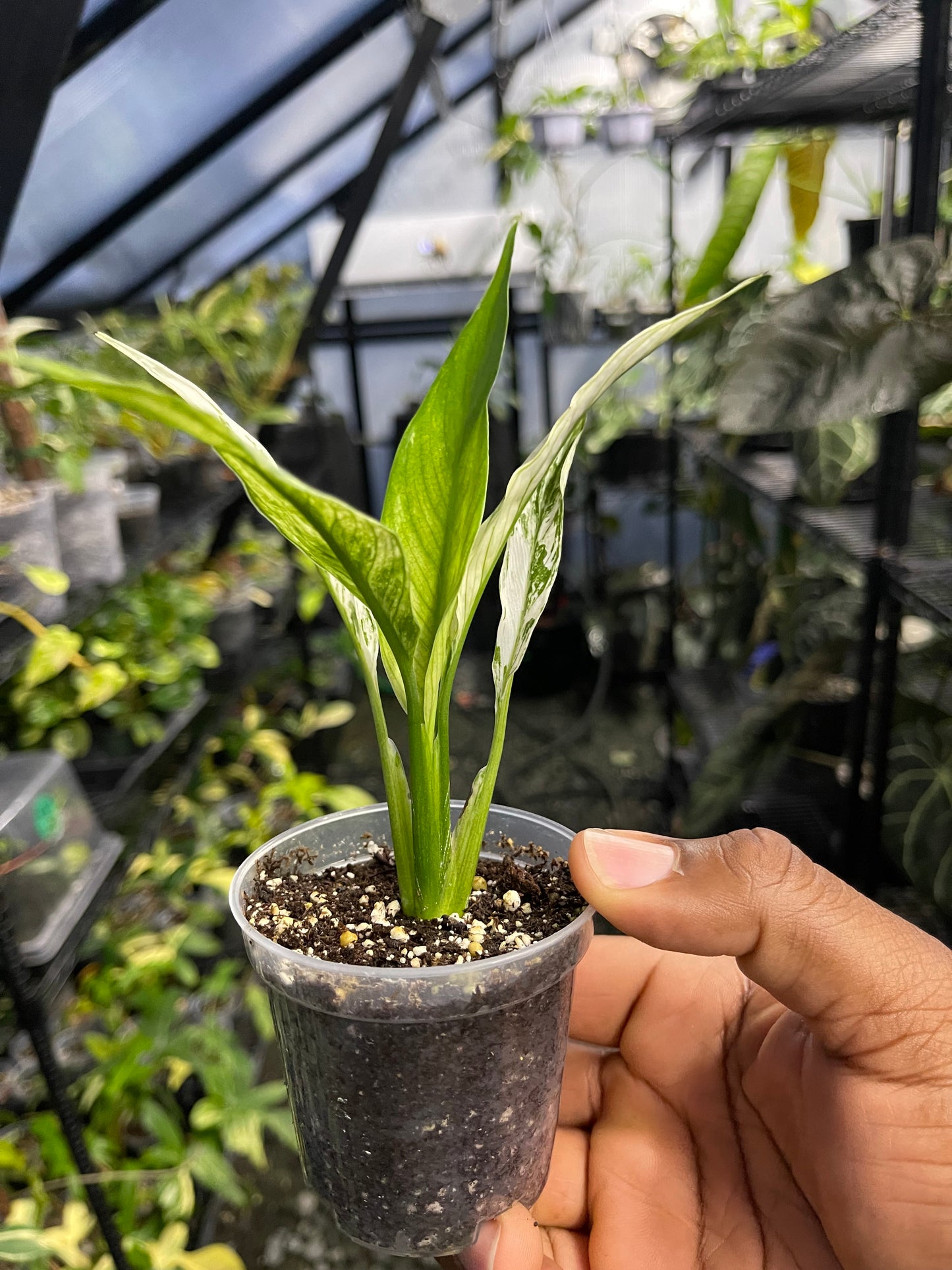 Variegated Spathiphyllum- Grower’s Choice