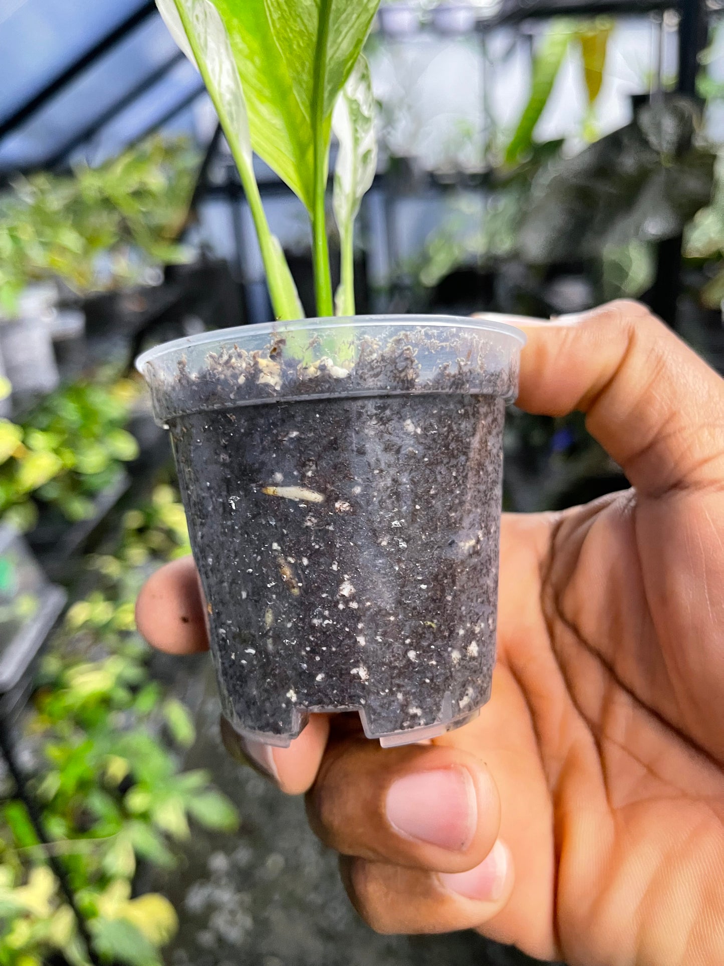 Variegated Spathiphyllum- Grower’s Choice