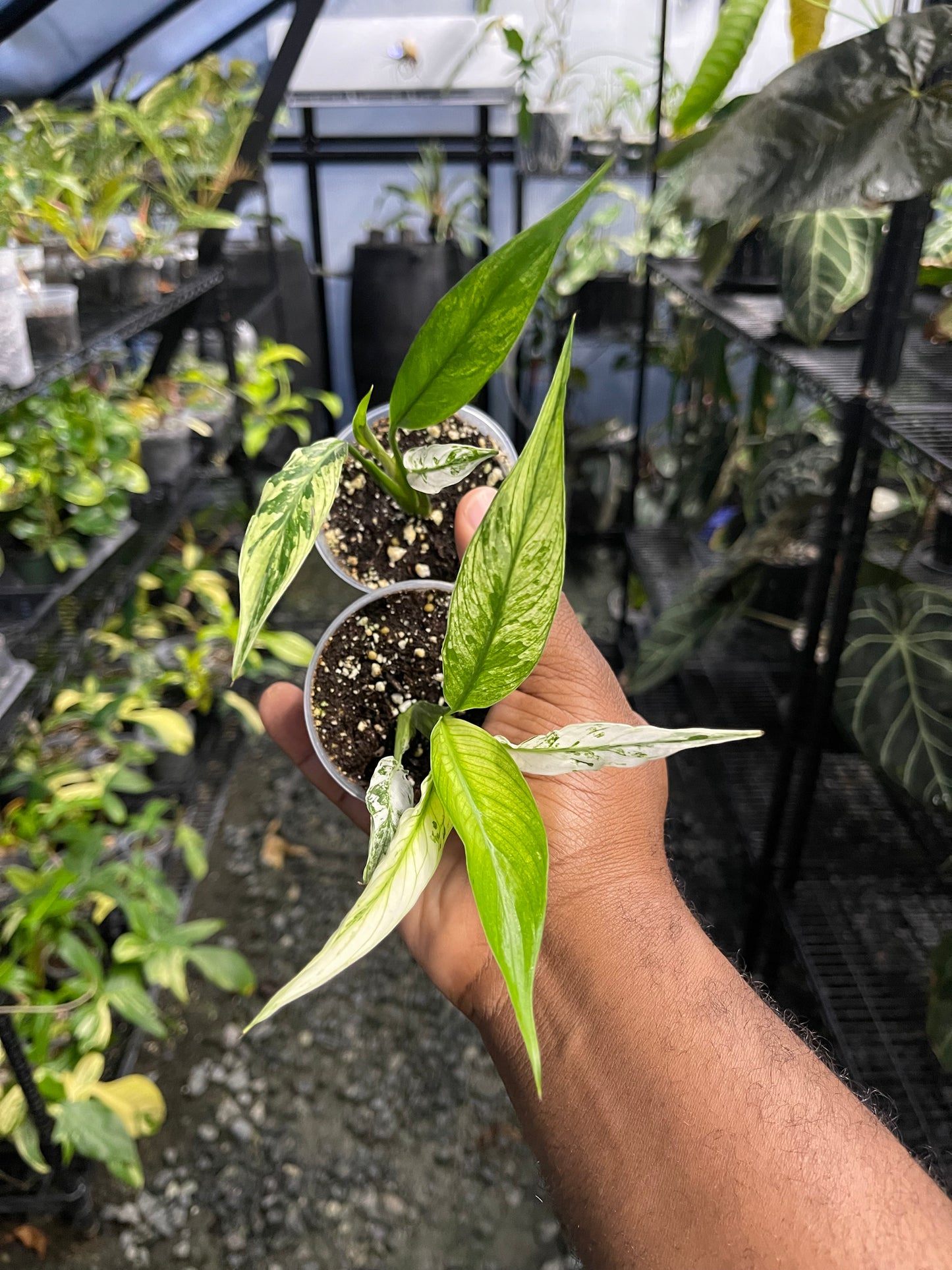 Variegated Spathiphyllum- Grower’s Choice