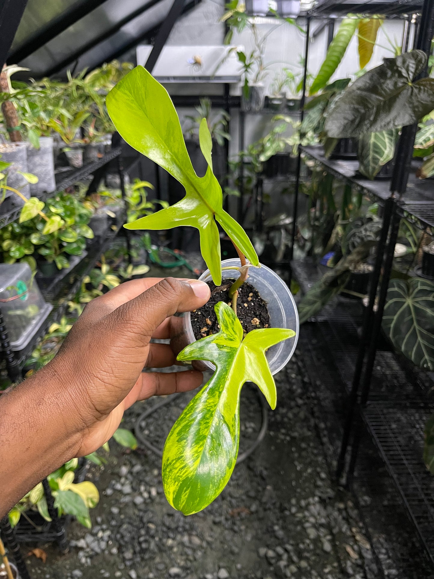 Philodendron Florida Beauty