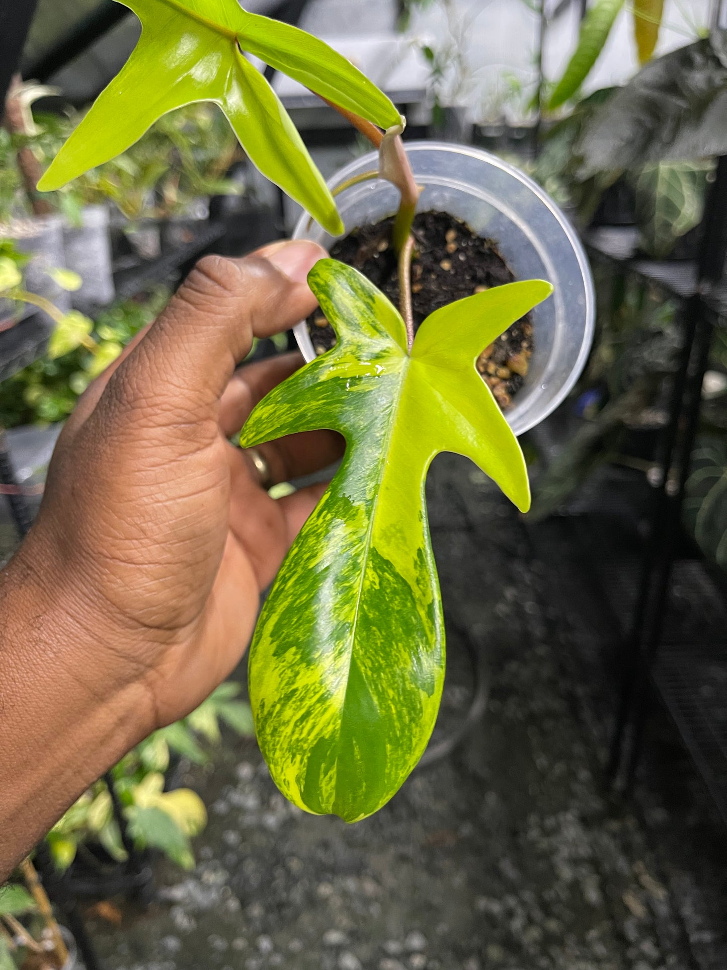 Philodendron Florida Beauty