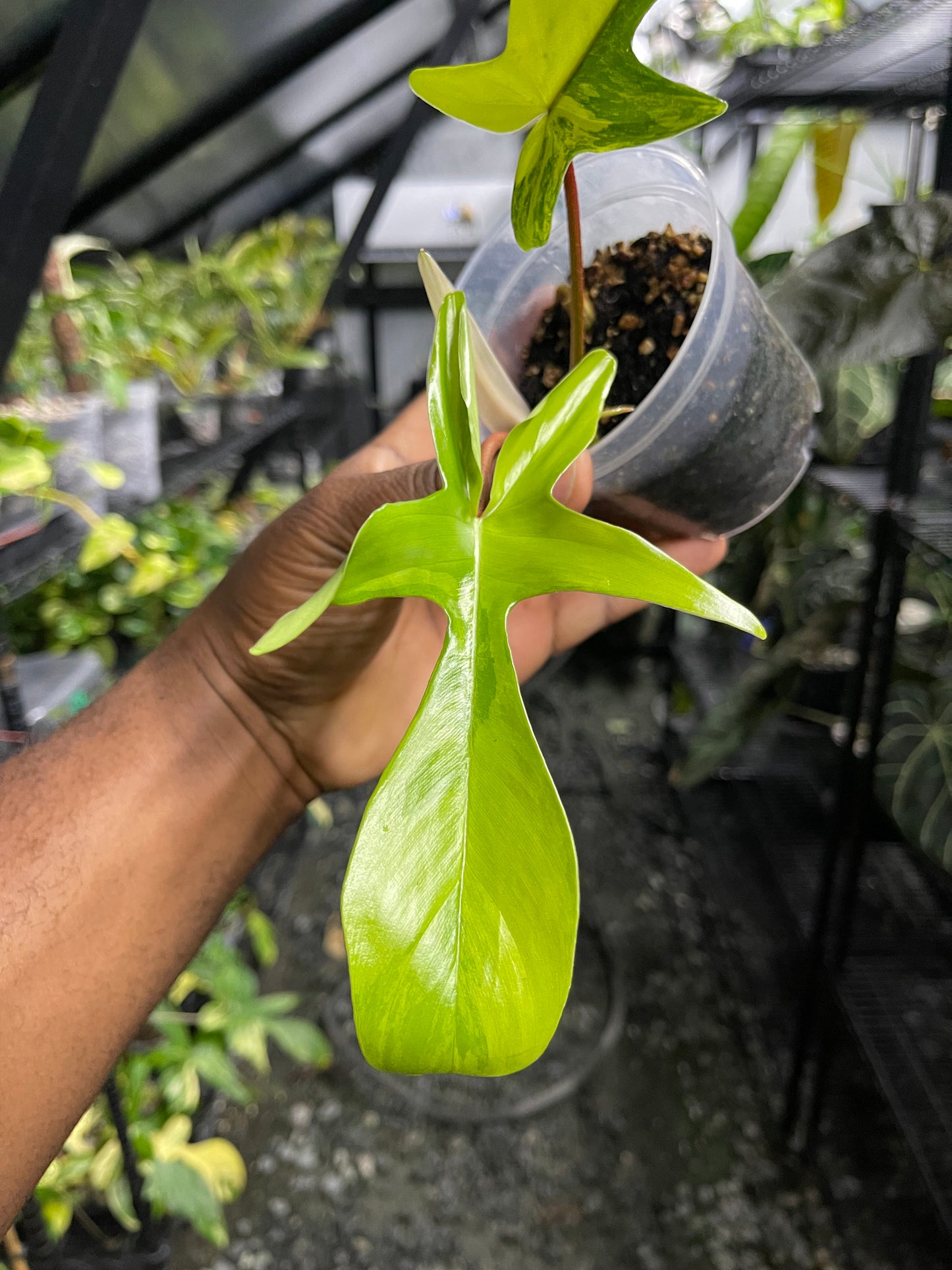 Philodendron Florida Beauty