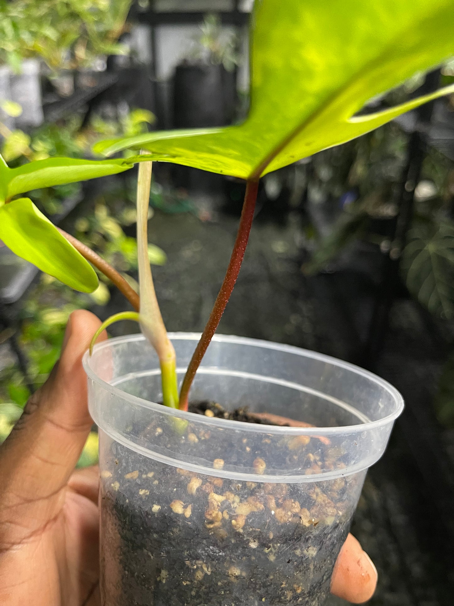 Philodendron Florida Beauty