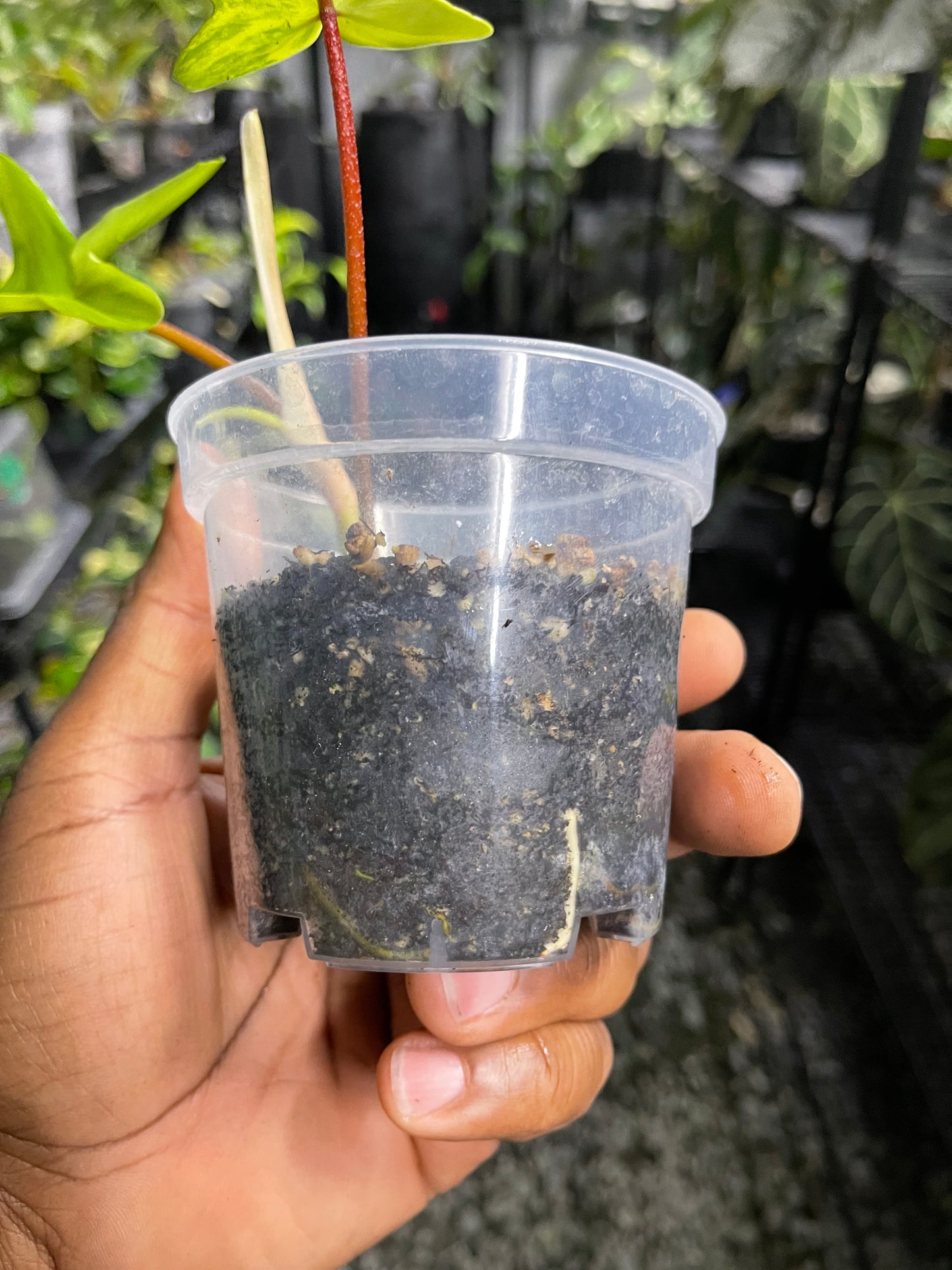 Philodendron Florida Beauty