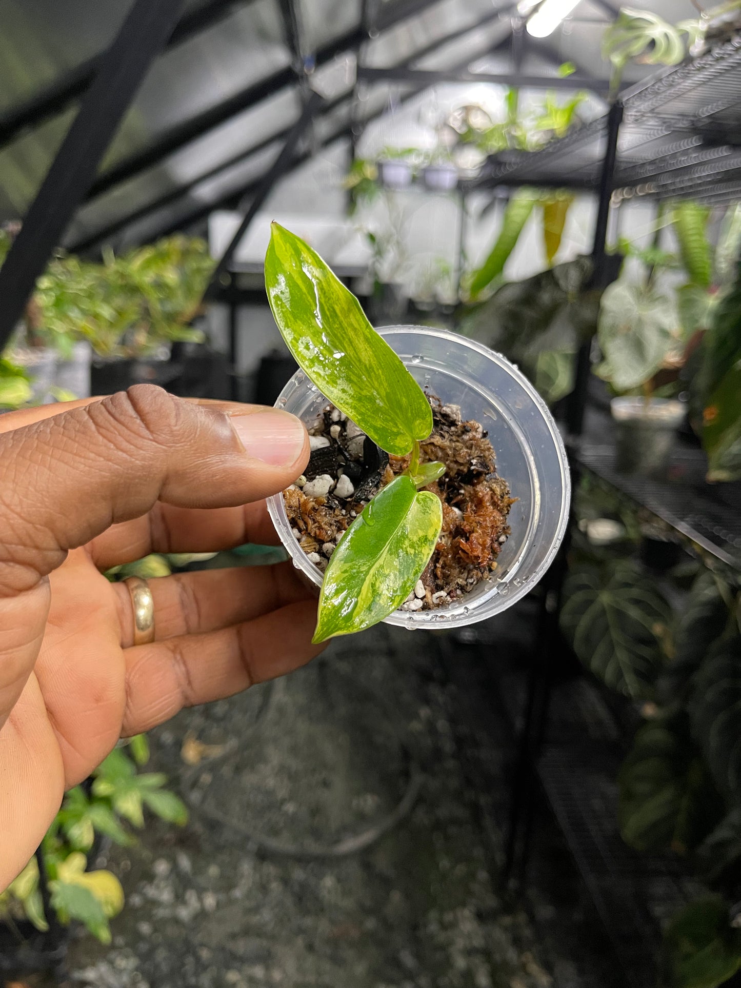 Philodendron Florida Beauty (Rooted Node)-Grower’s Choice