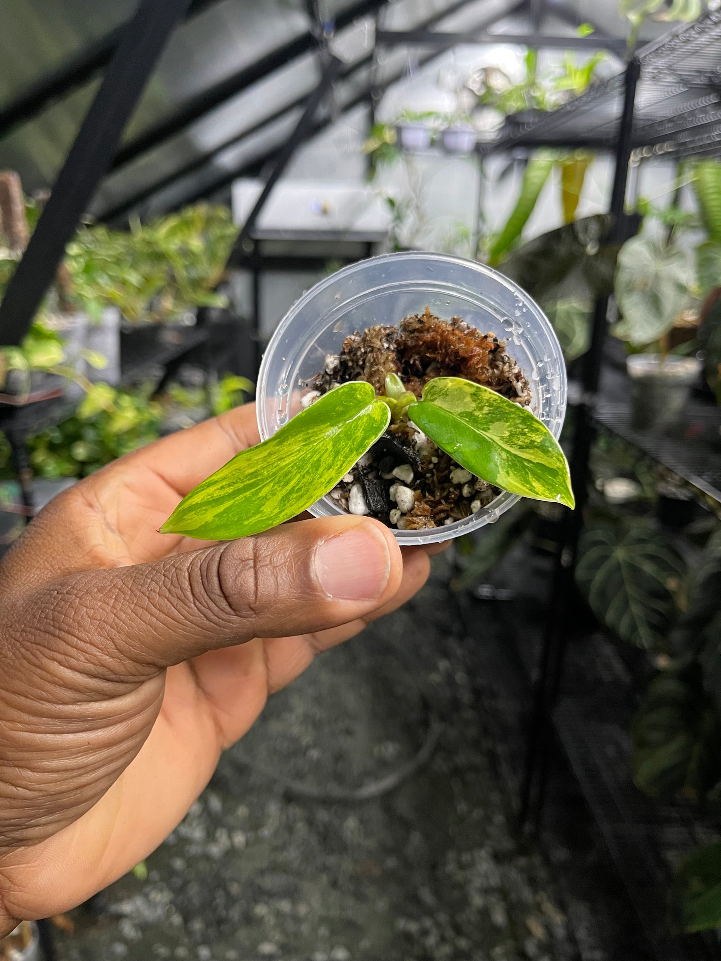 Philodendron Florida Beauty (Rooted Node)-Grower’s Choice