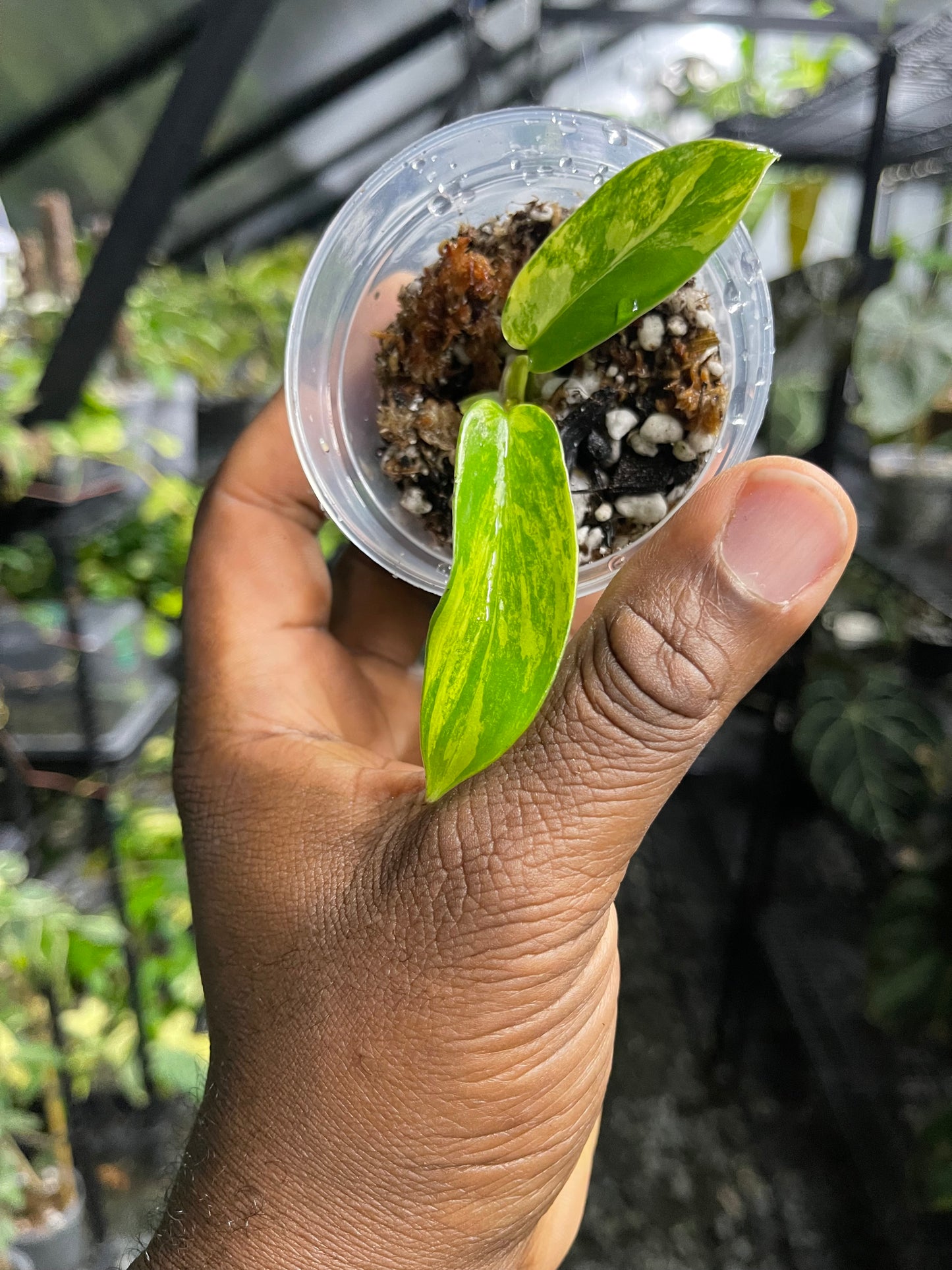 Philodendron Florida Beauty (Rooted Node)-Grower’s Choice