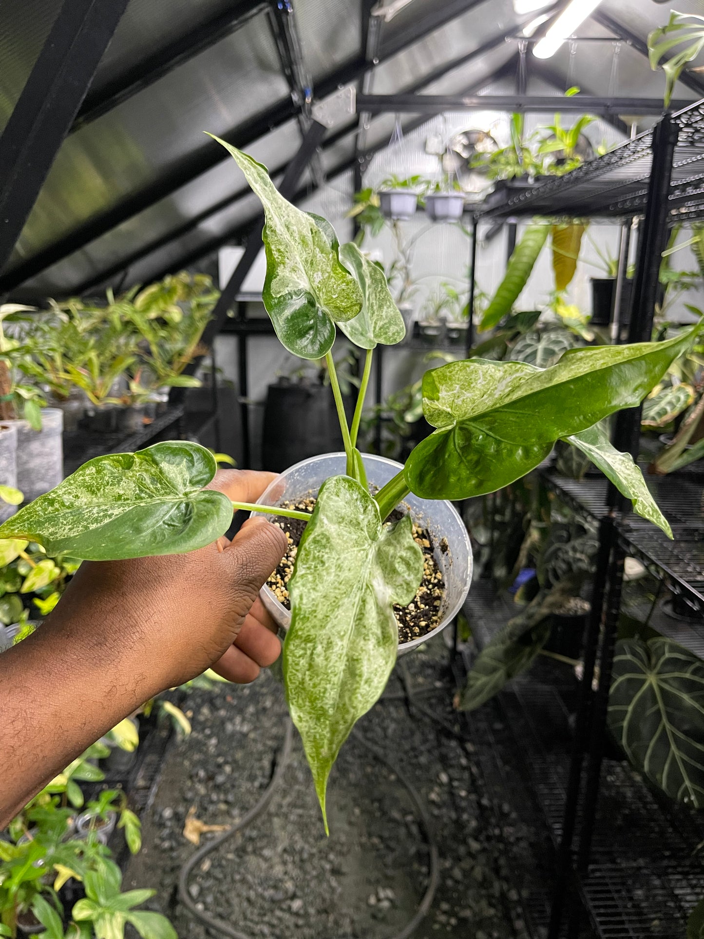Alocasia Cucullata Mint