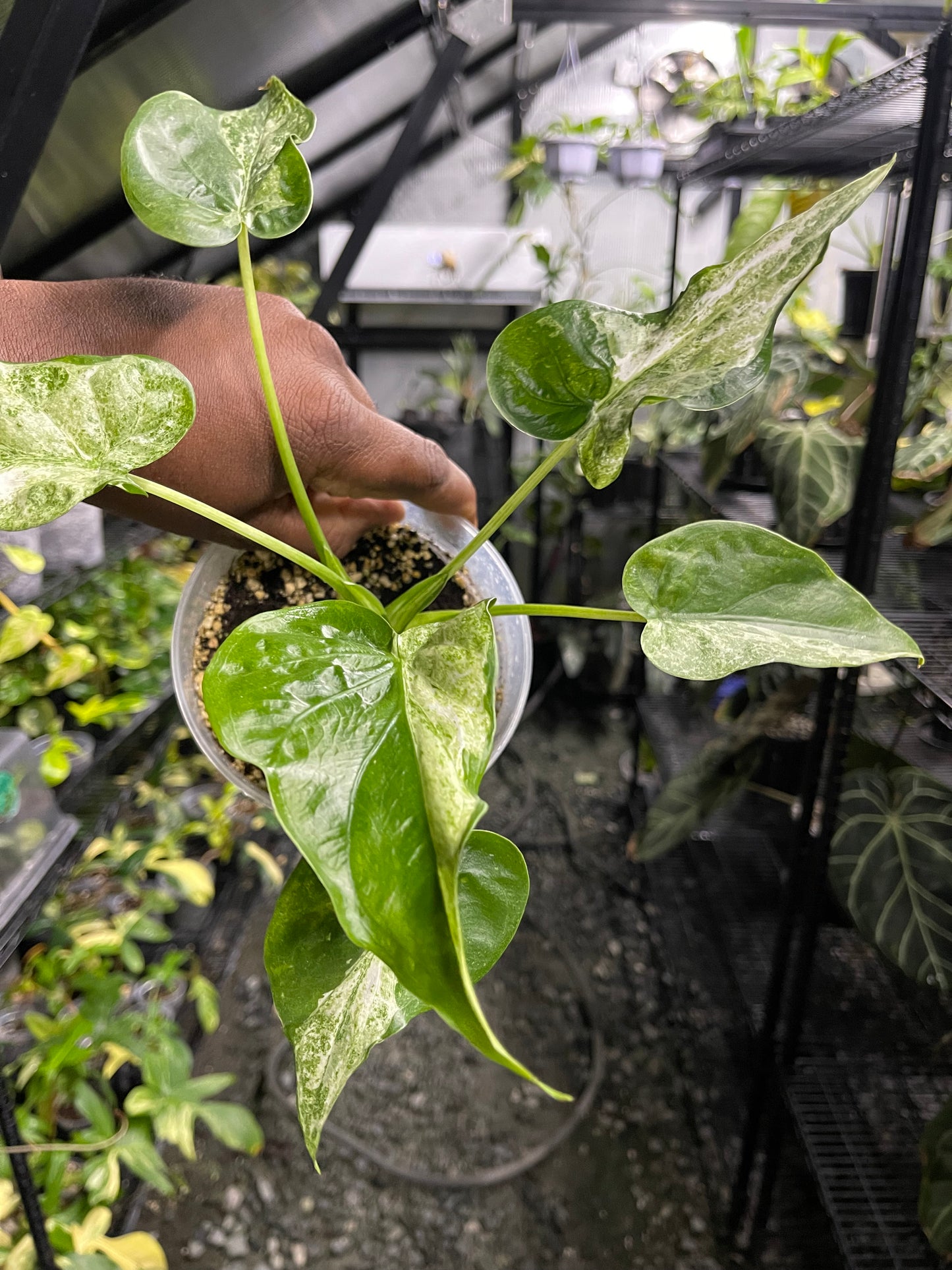 Alocasia Cucullata Mint