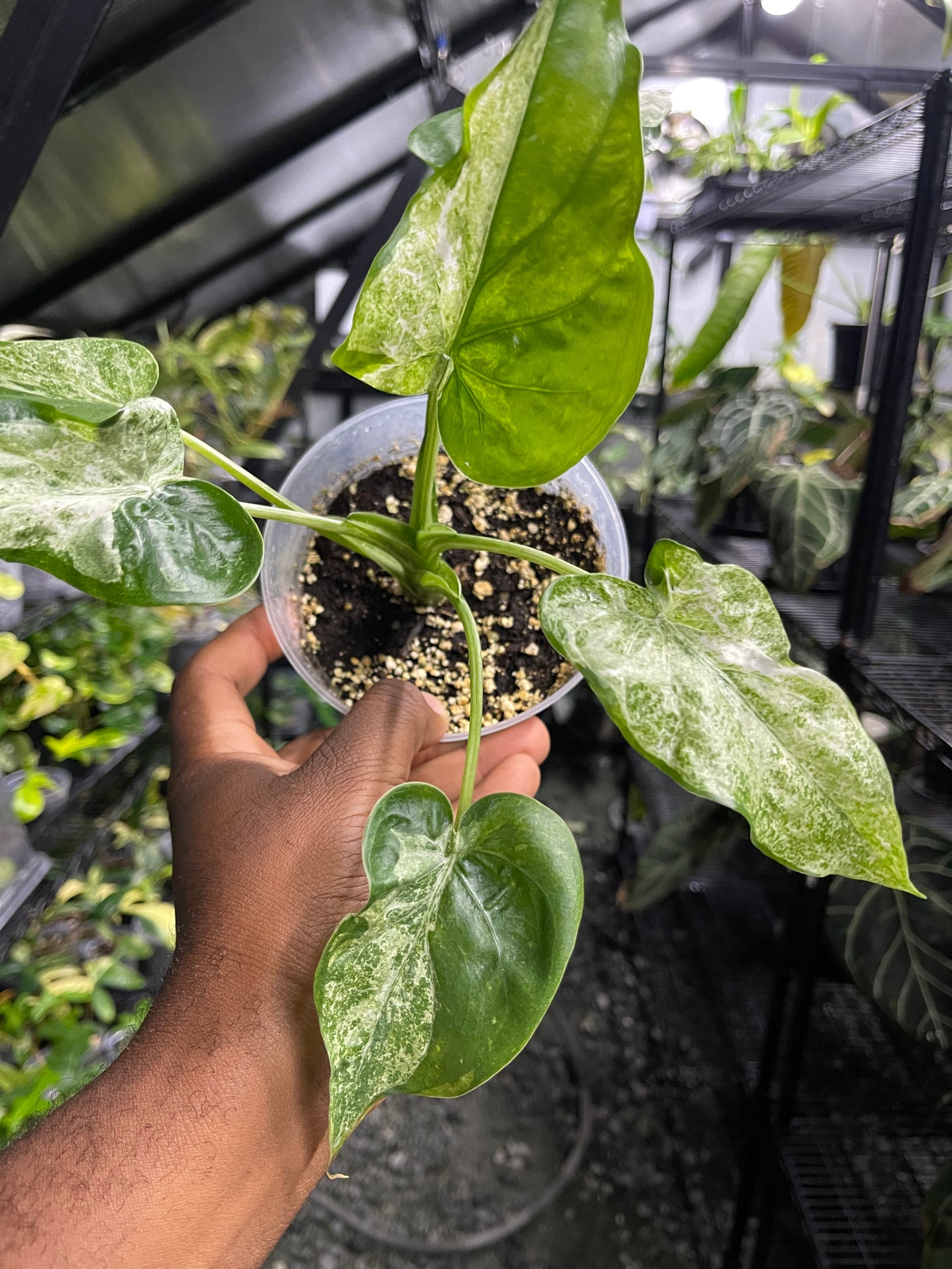 Alocasia Cucullata Mint