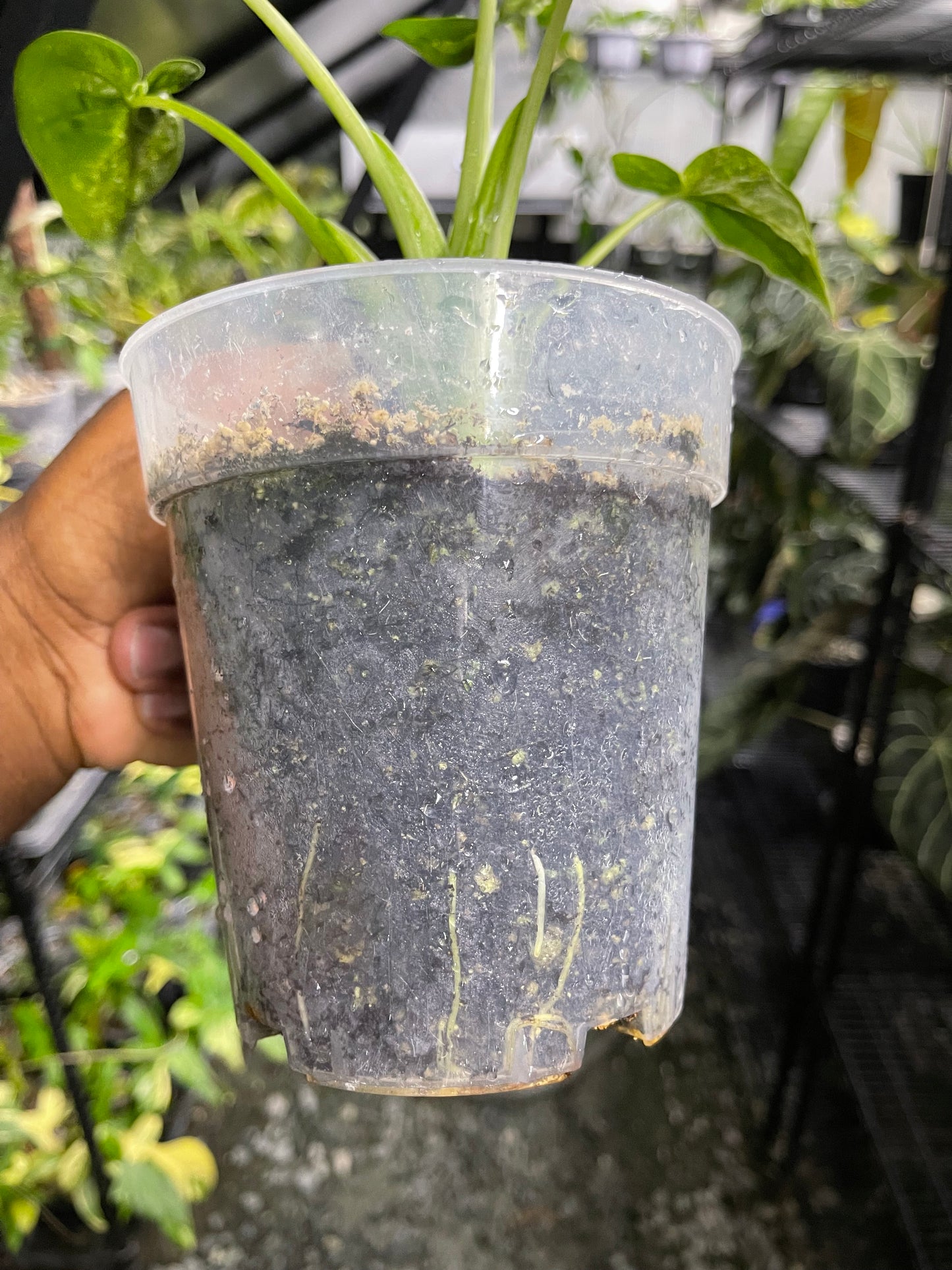 Alocasia Cucullata Mint