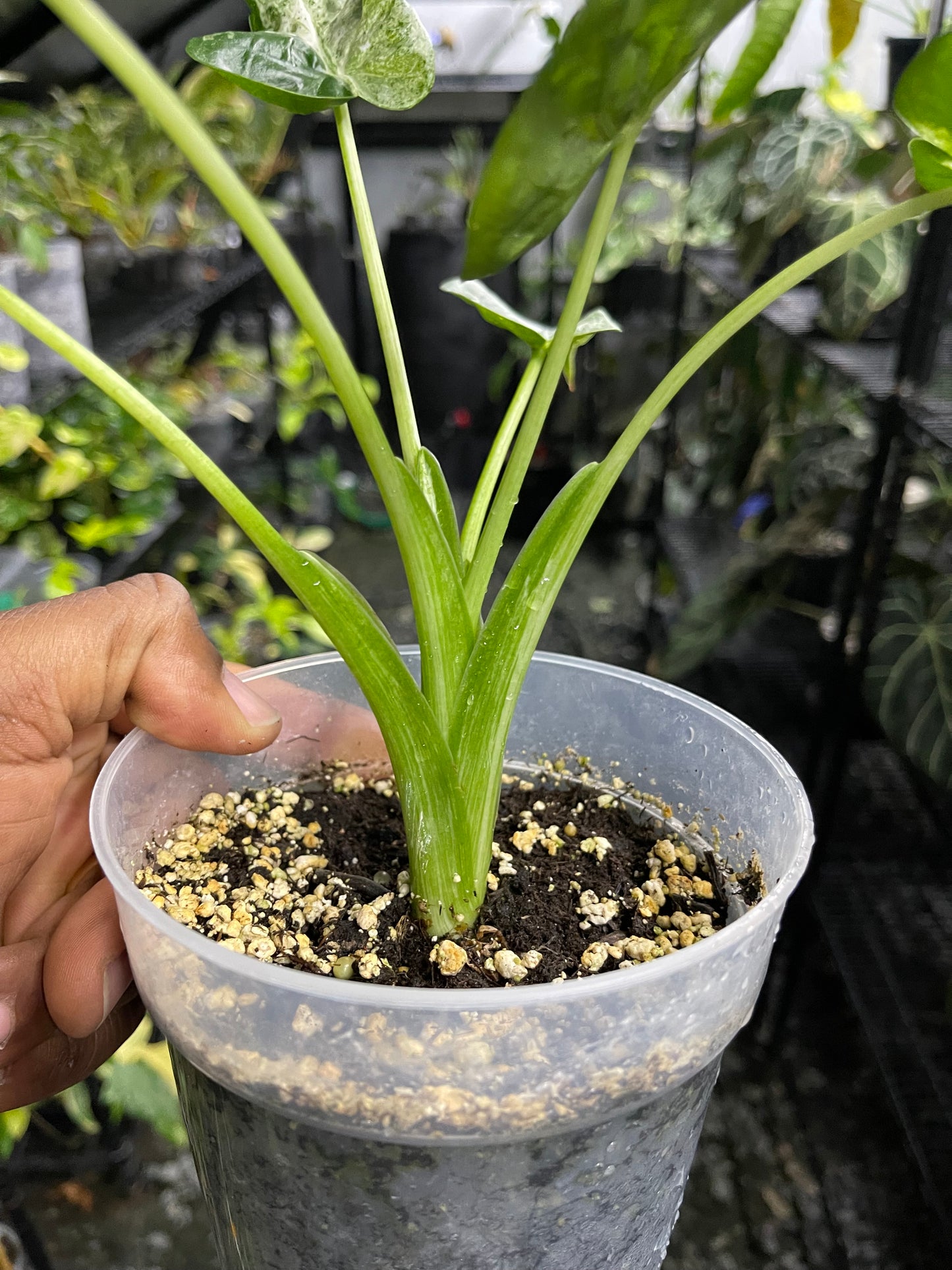 Alocasia Cucullata Mint