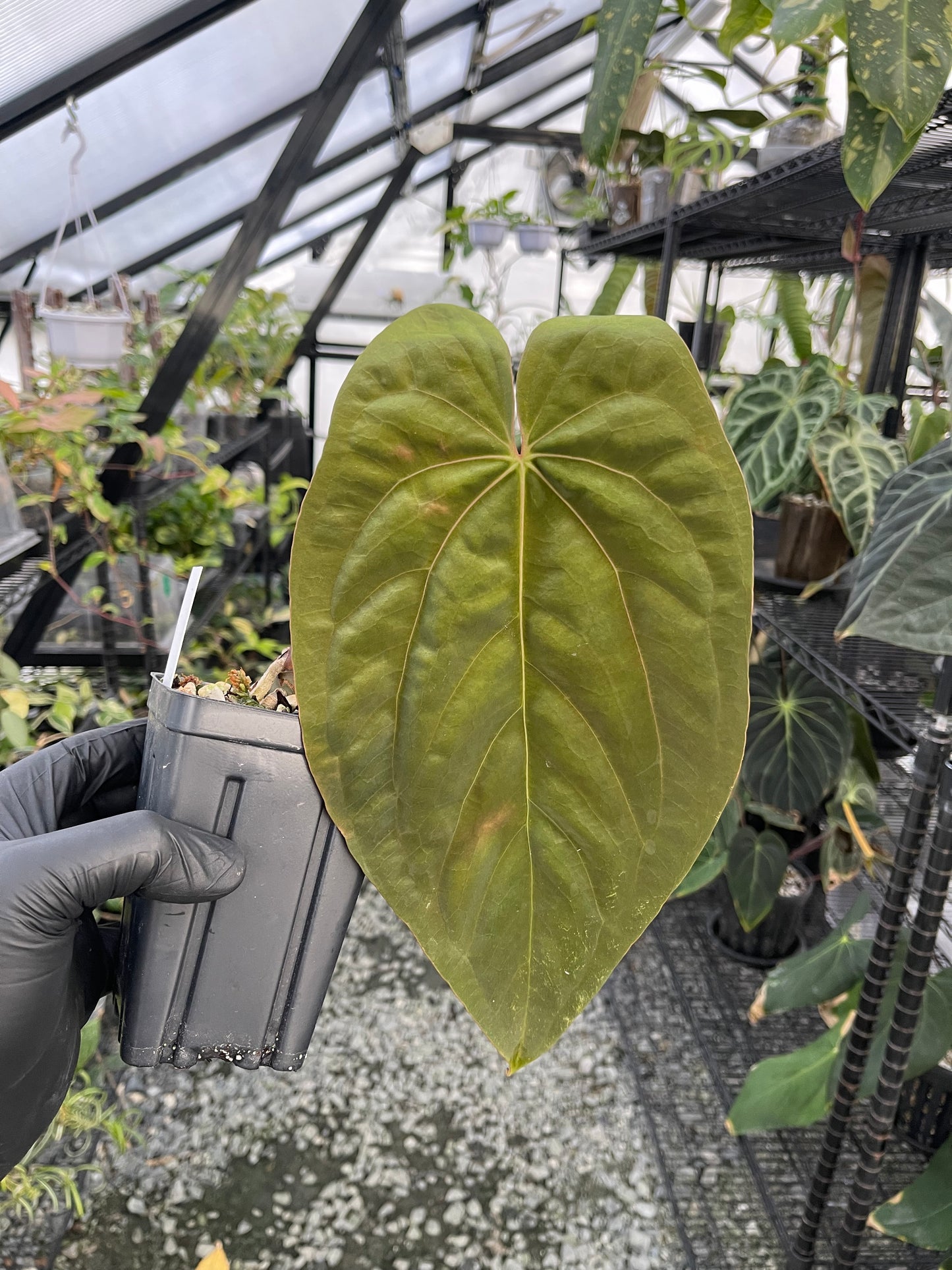 Anthurium Dreamweaver x Ree Papillilaminum(clone)