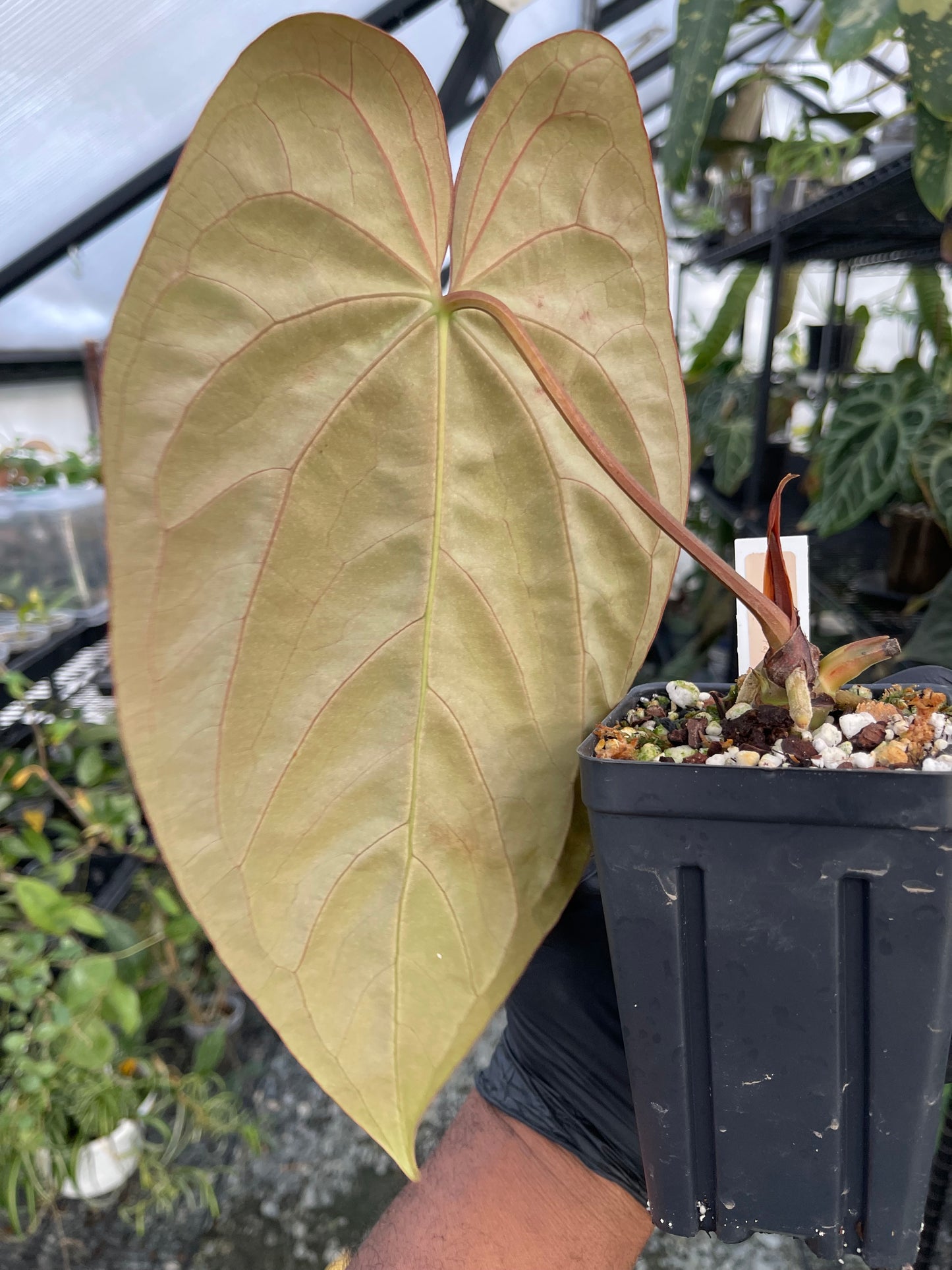 Anthurium Dreamweaver x Ree Papillilaminum(clone)