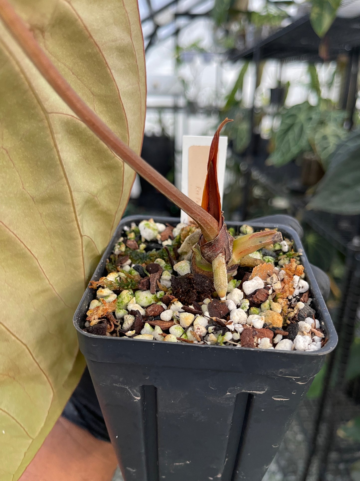 Anthurium Dreamweaver x Ree Papillilaminum(clone)