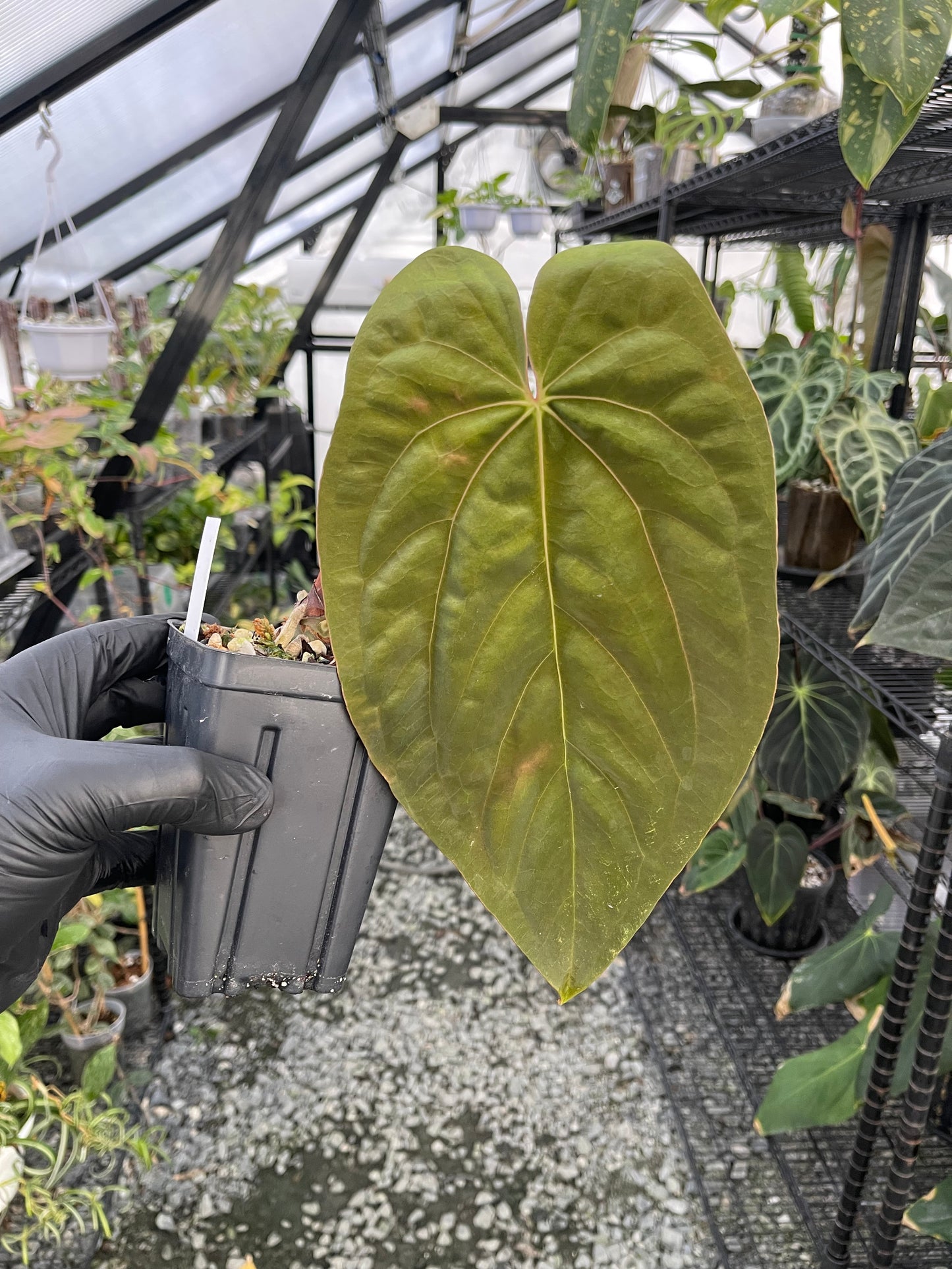 Anthurium Dreamweaver x Ree Papillilaminum(clone)