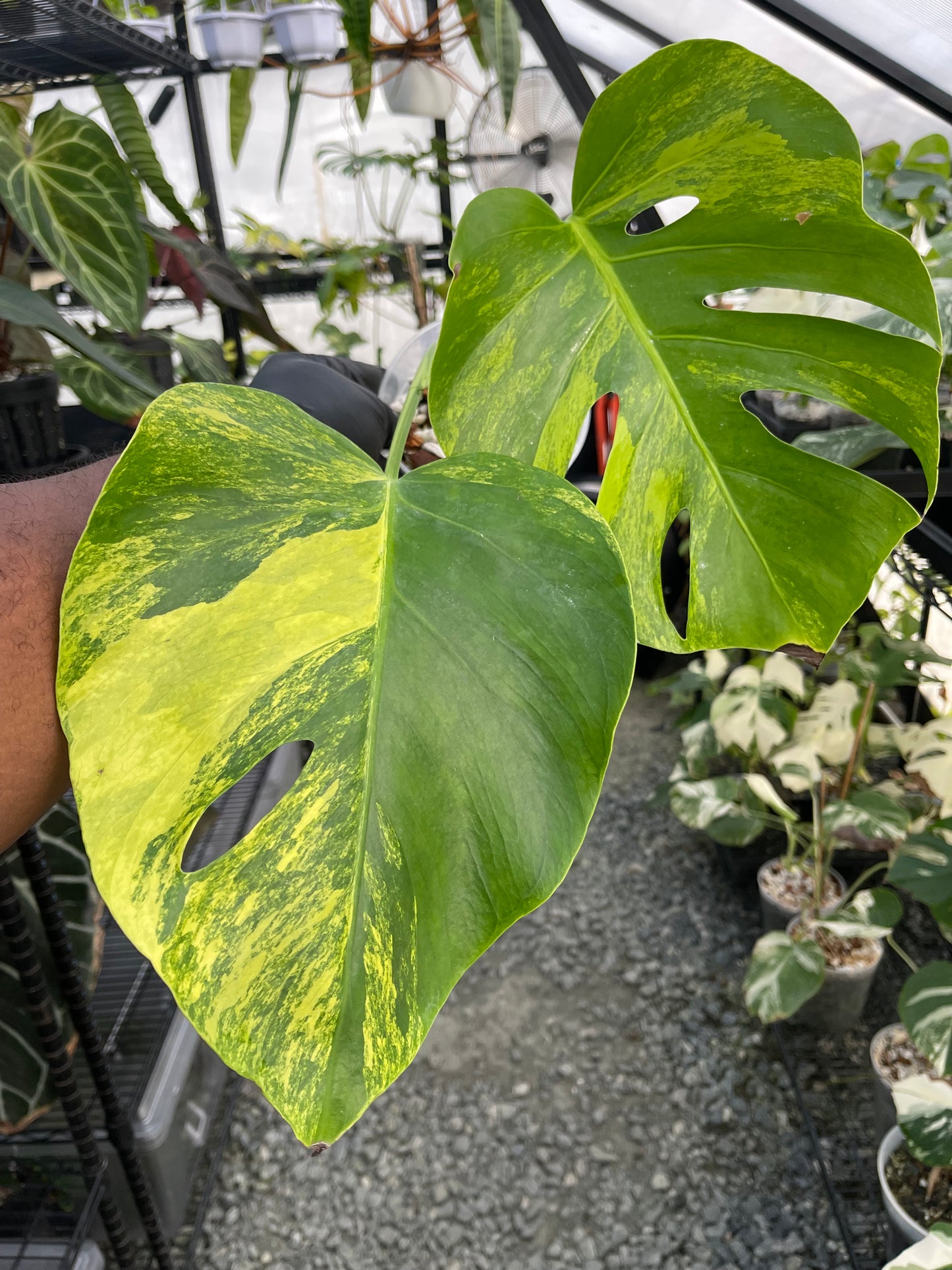 Variegated Monstera Aurea (Small Form)