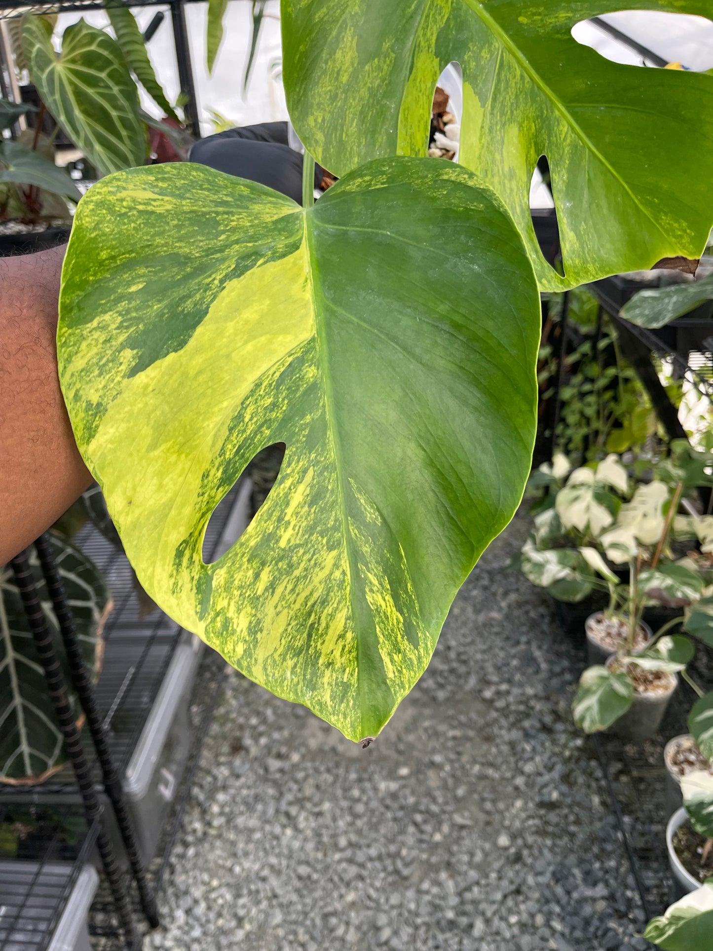 Variegated Monstera Aurea (Small Form)