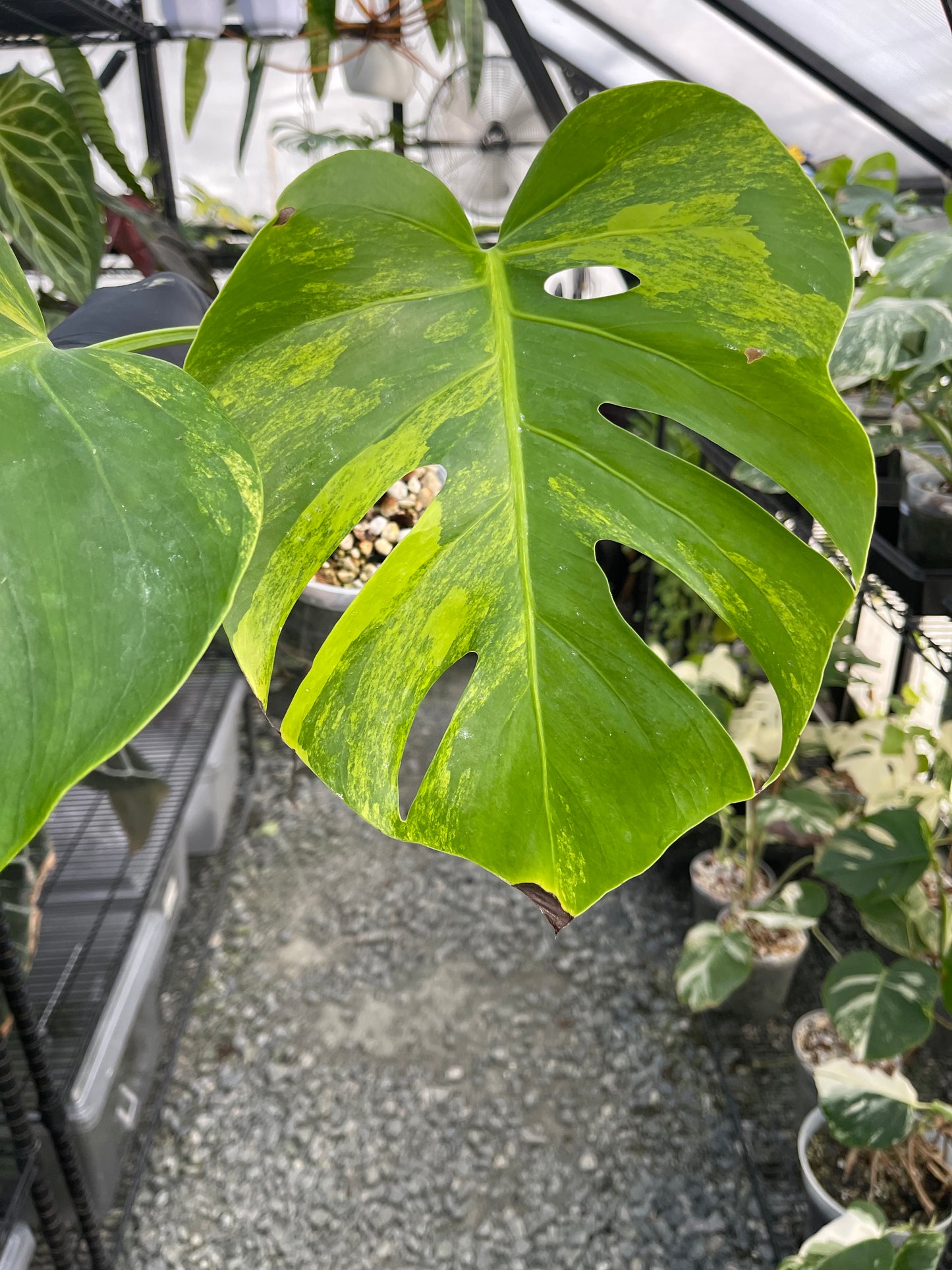 Variegated Monstera Aurea (Small Form)