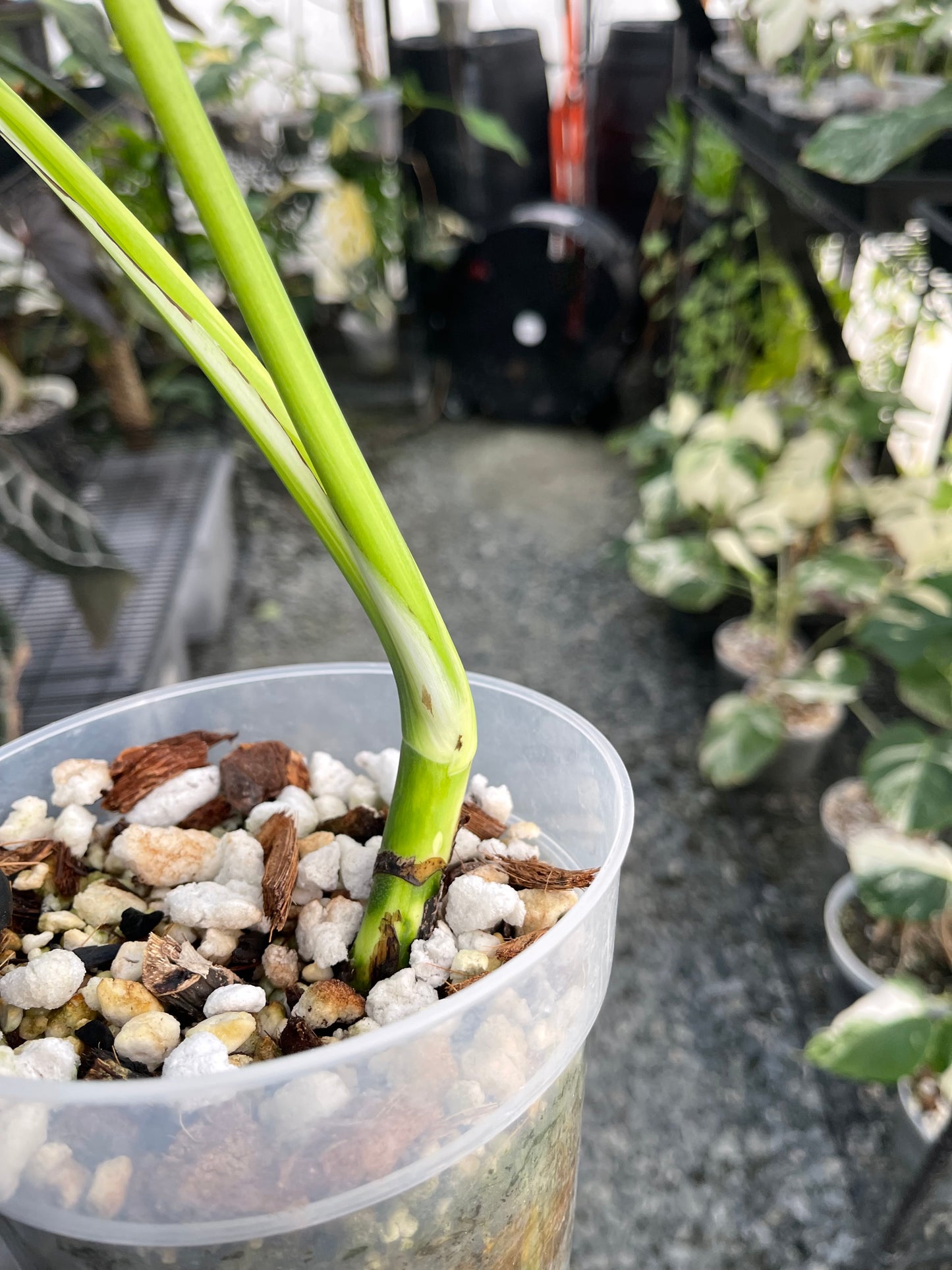 Variegated Monstera Aurea (Small Form)