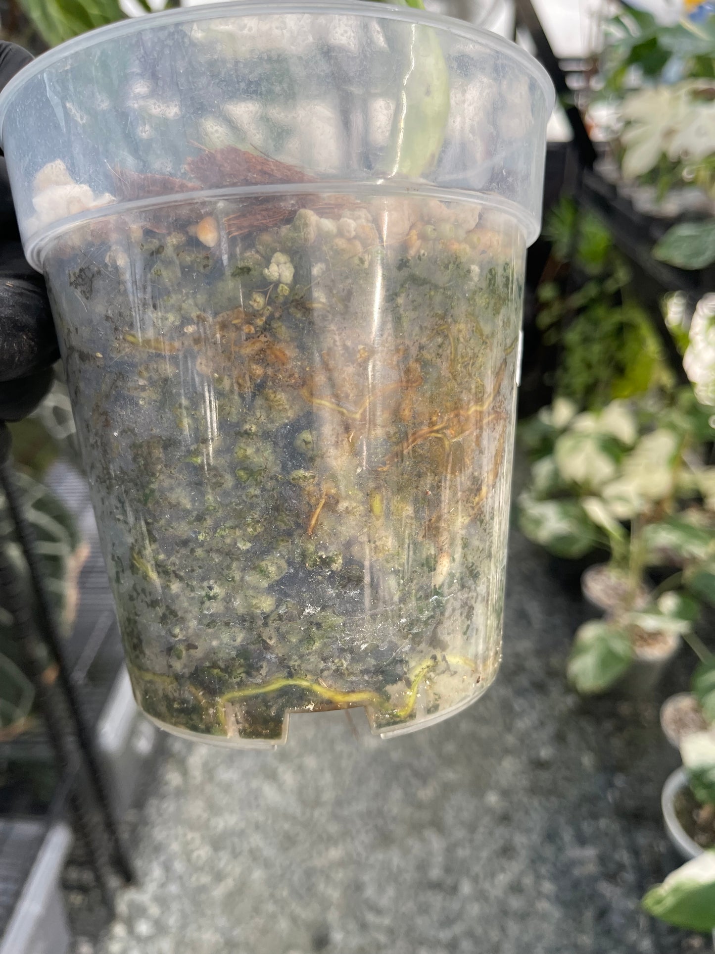 Variegated Monstera Aurea (Small Form)