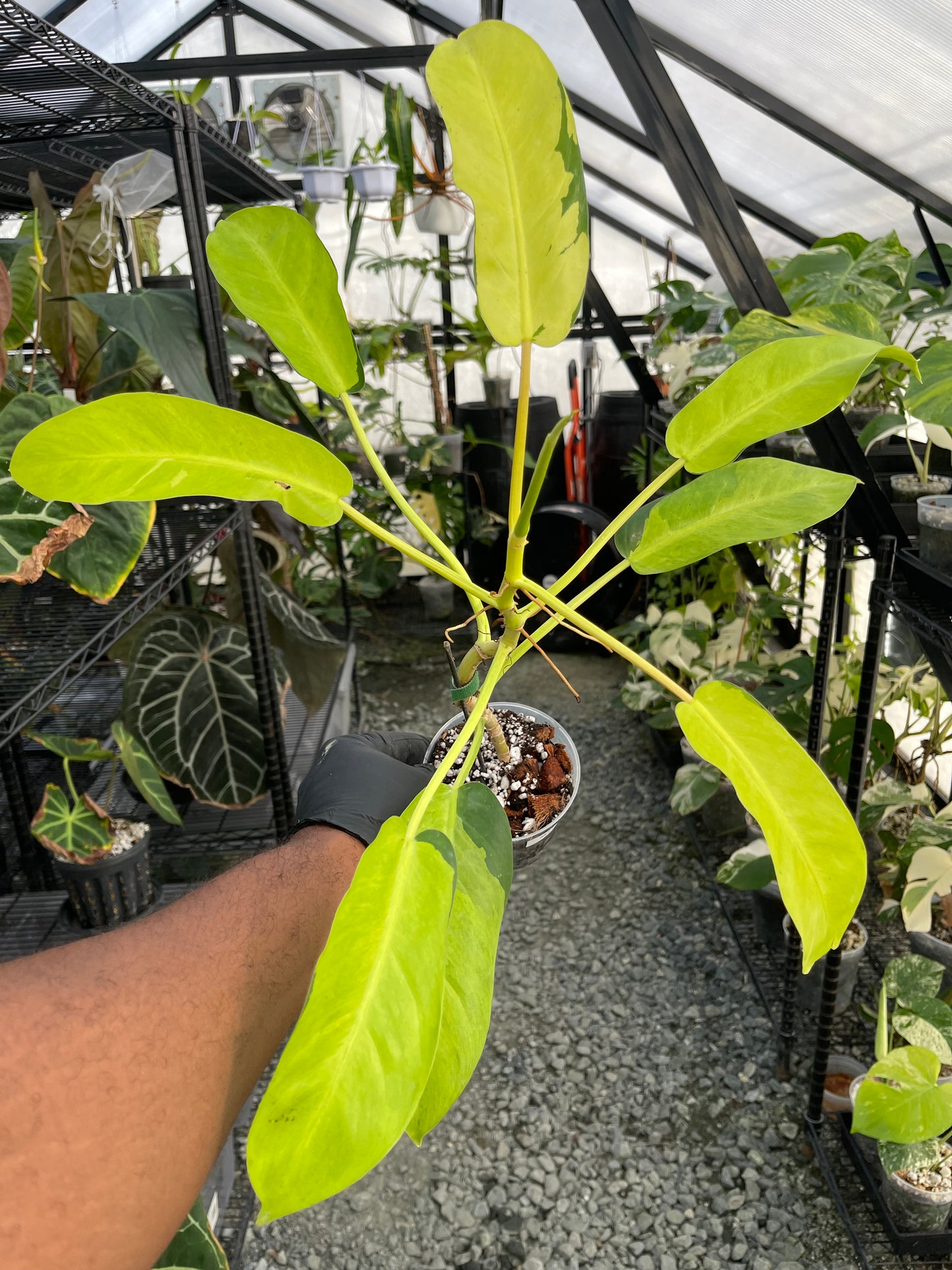 Philodendron Thai Sunrise