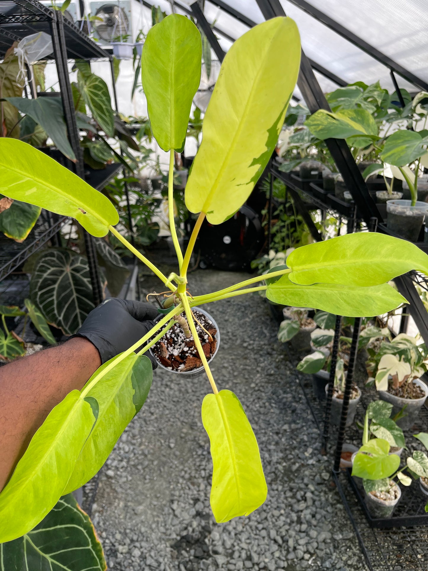 Philodendron Thai Sunrise
