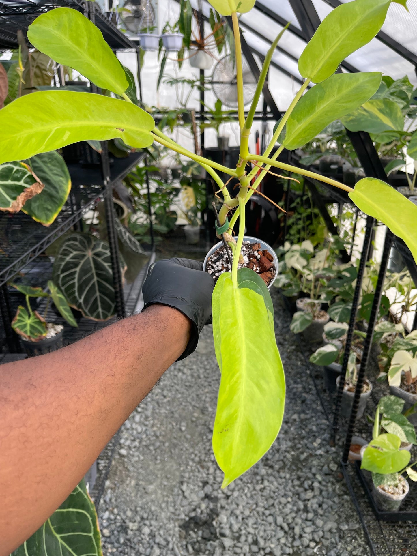 Philodendron Thai Sunrise