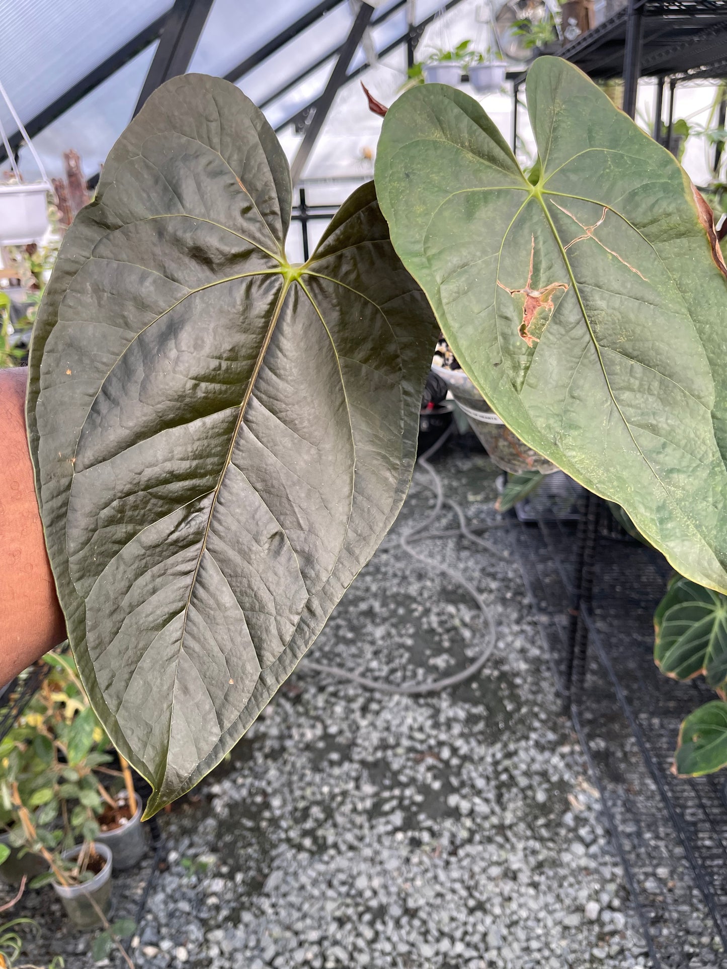 Anthurium Queen Of Hearts