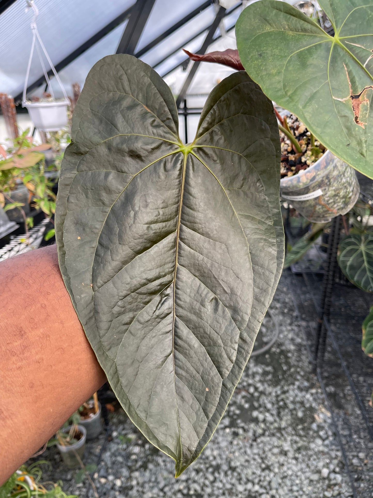 Anthurium Queen Of Hearts