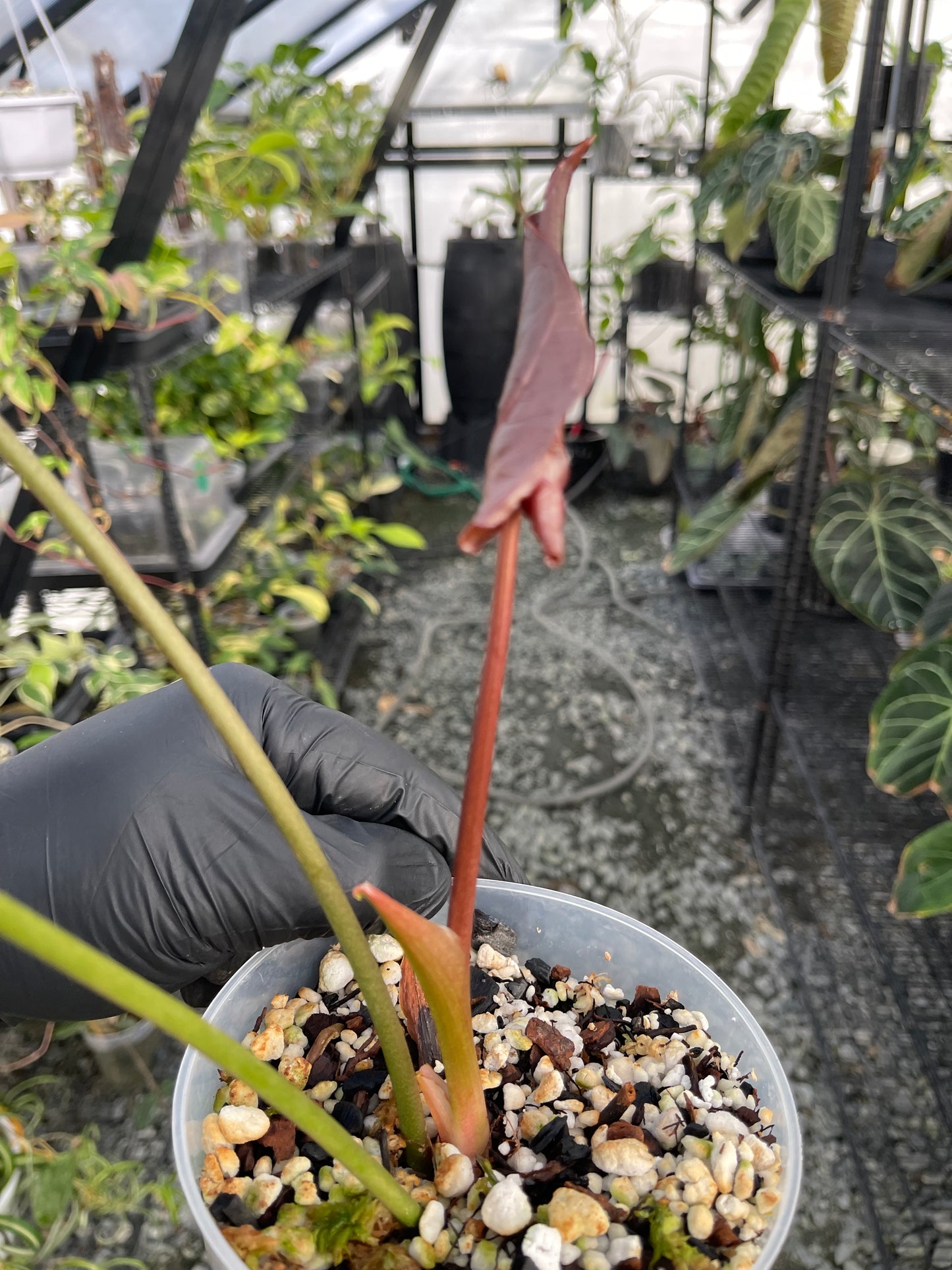 Anthurium Queen Of Hearts