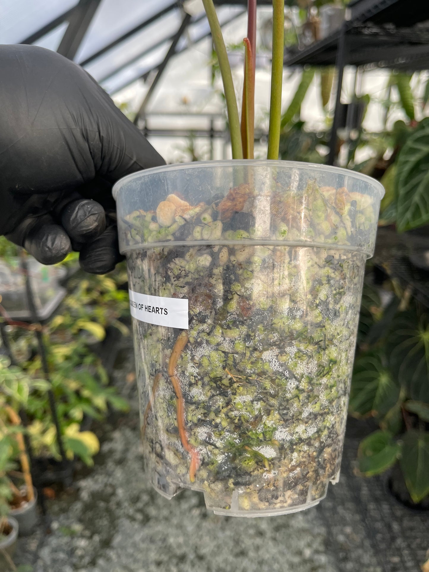 Anthurium Queen Of Hearts